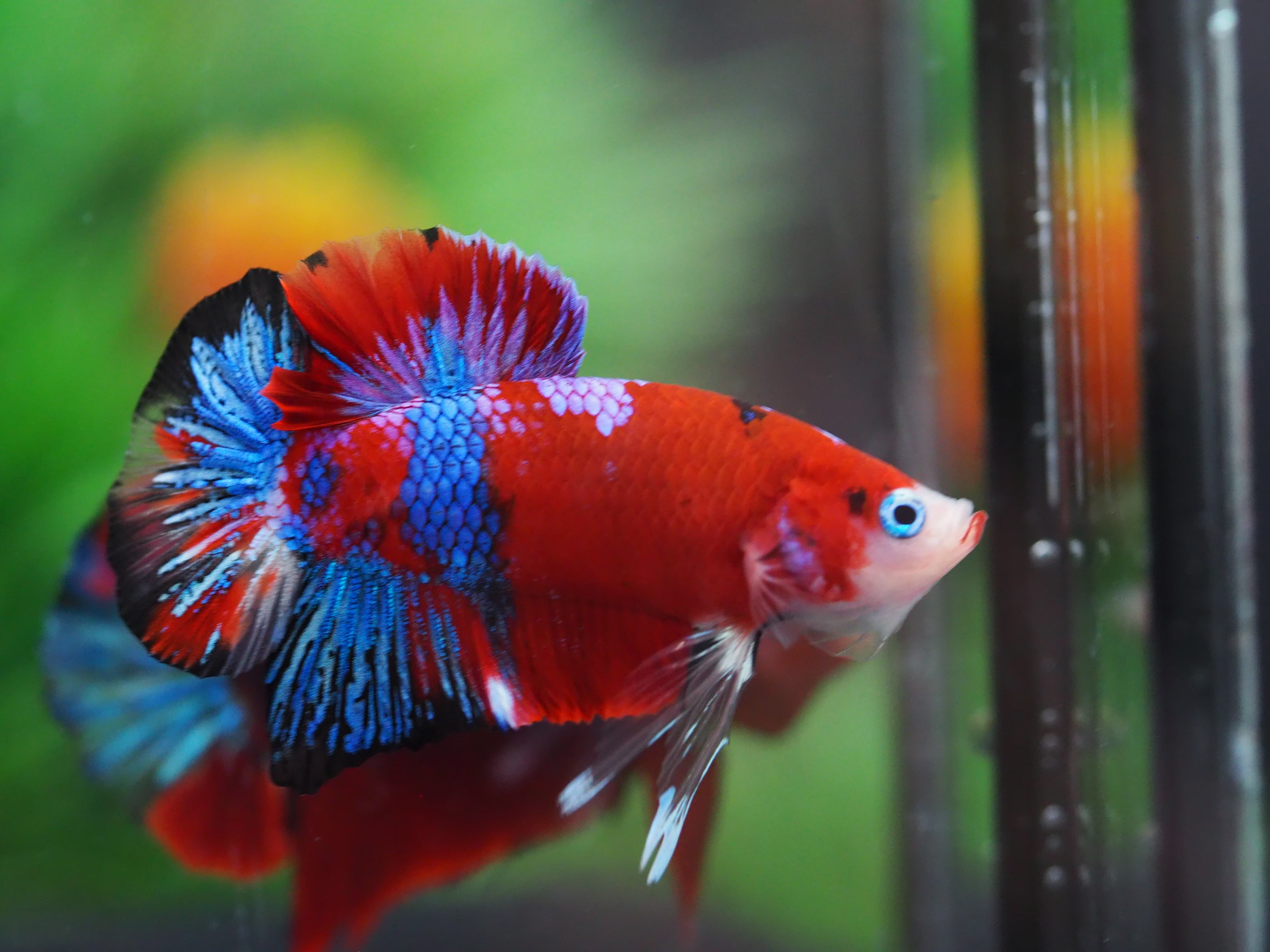 HMPK KOI GALAXY MALE GRADE A+++
