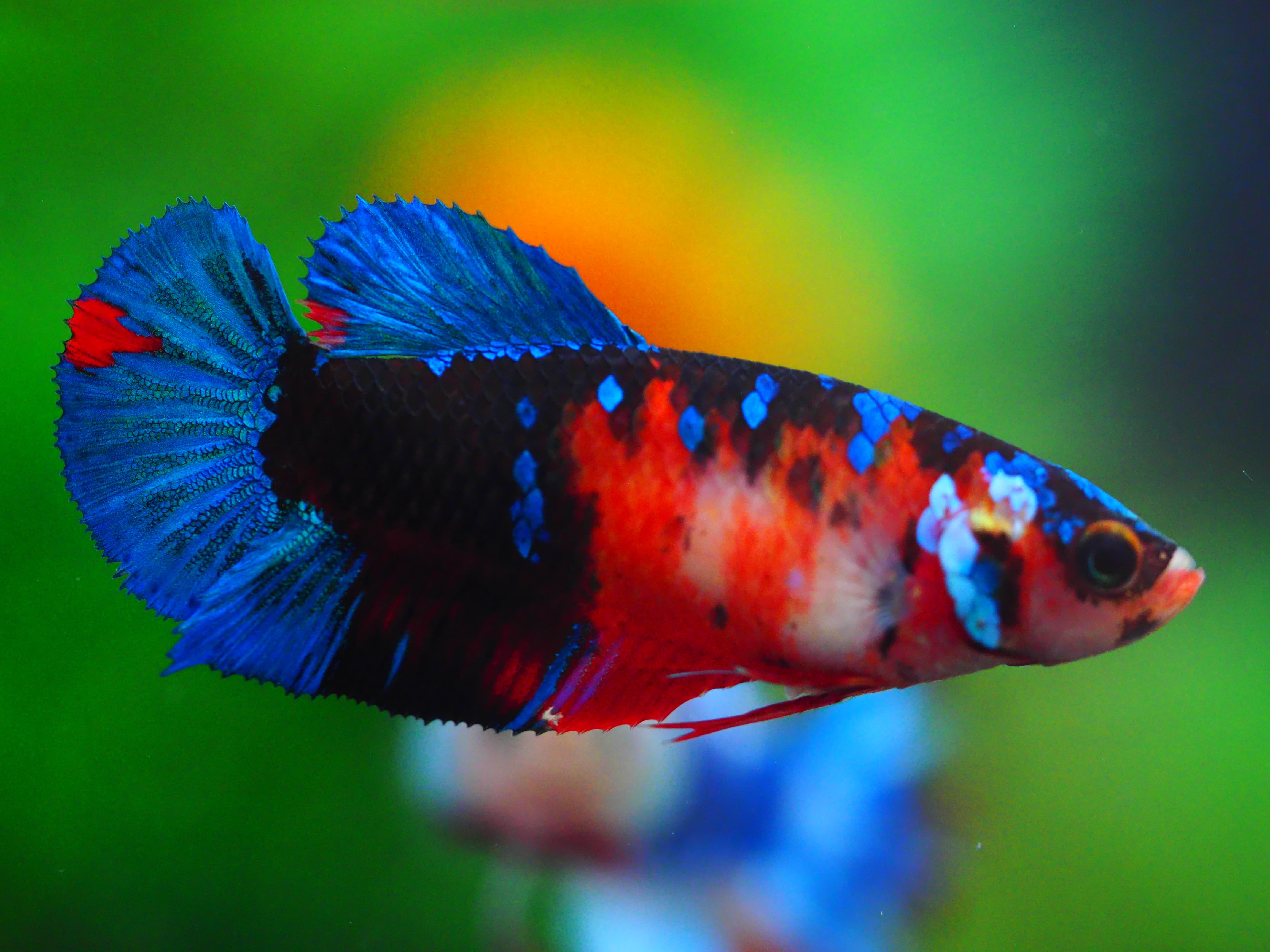 HMPK KOI GLAXY GRADE A++ FEMALE