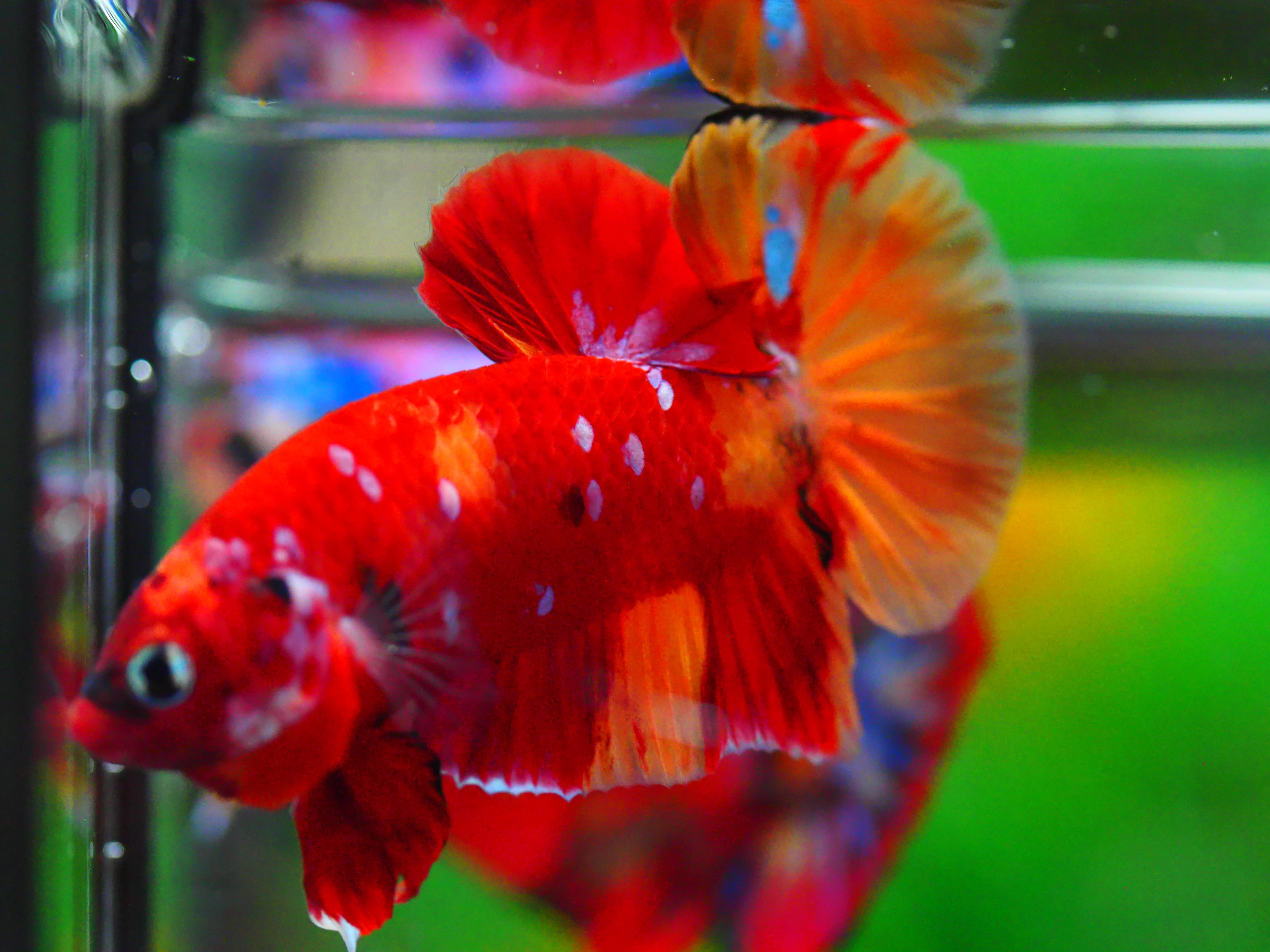 HMPK NEMO GALAXY MALE GRADE A +++