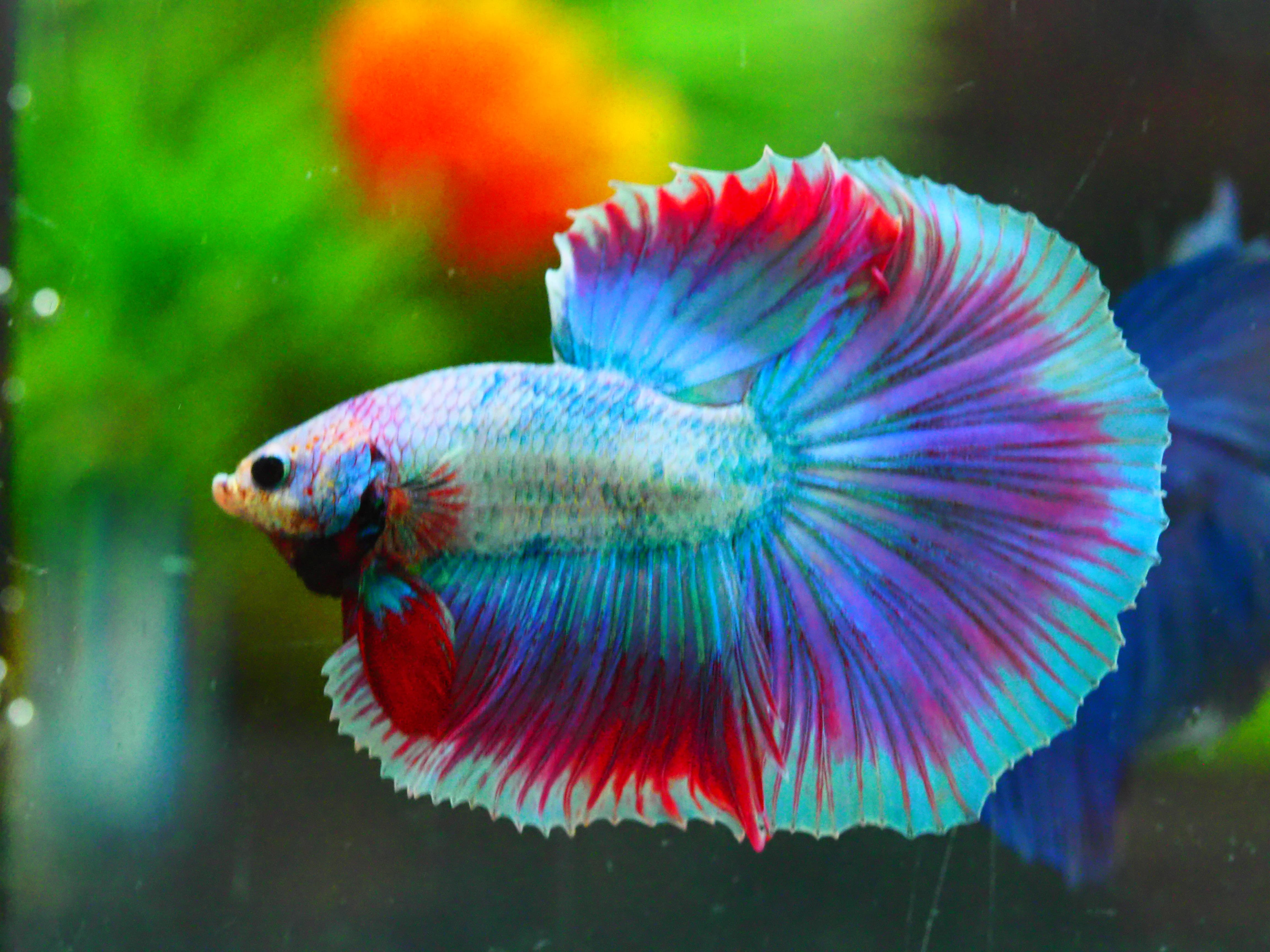 HM FANCY MALE GRADE A +++