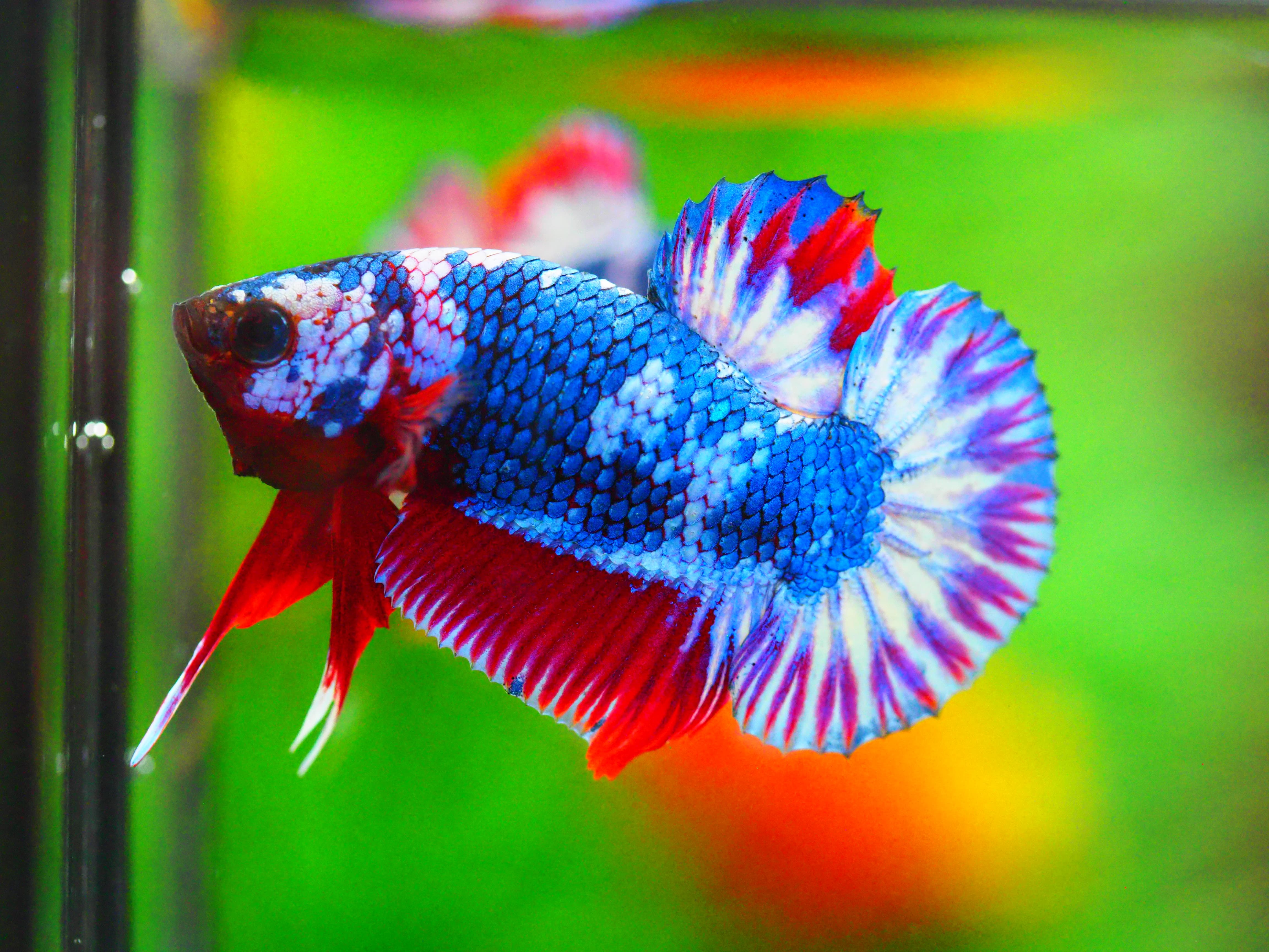 HMPK FANCY MALE GRADE A +++