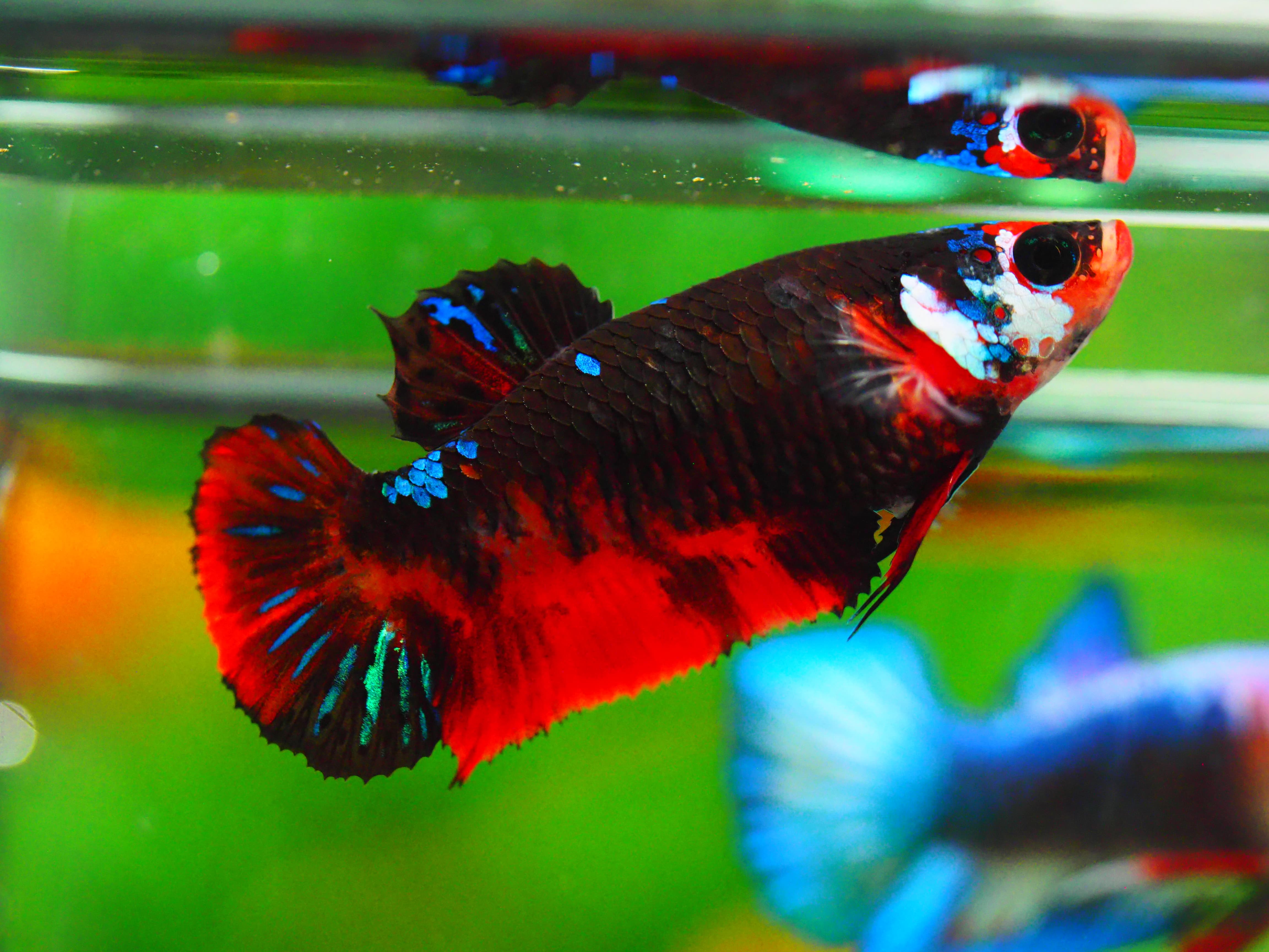 HMPK KOI GALAXY FNMALE GRADE A +++