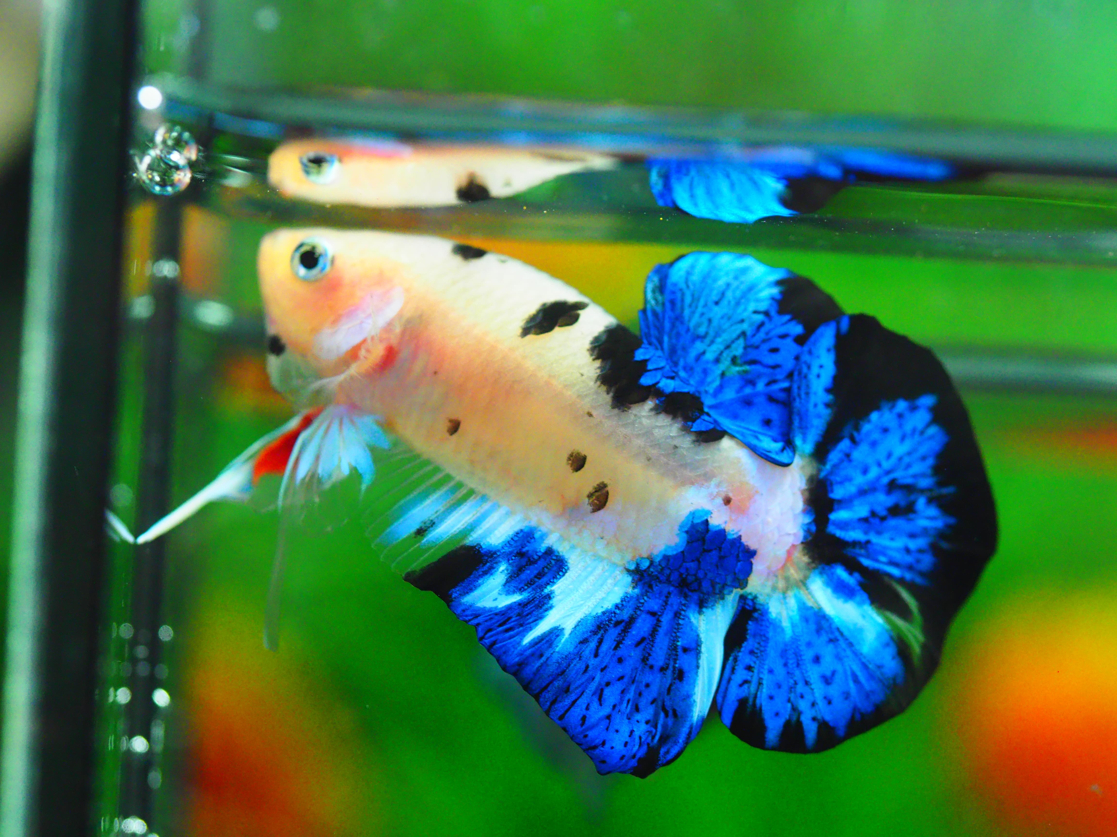 HMPK KOI GALAXY MALE GRADE A +++