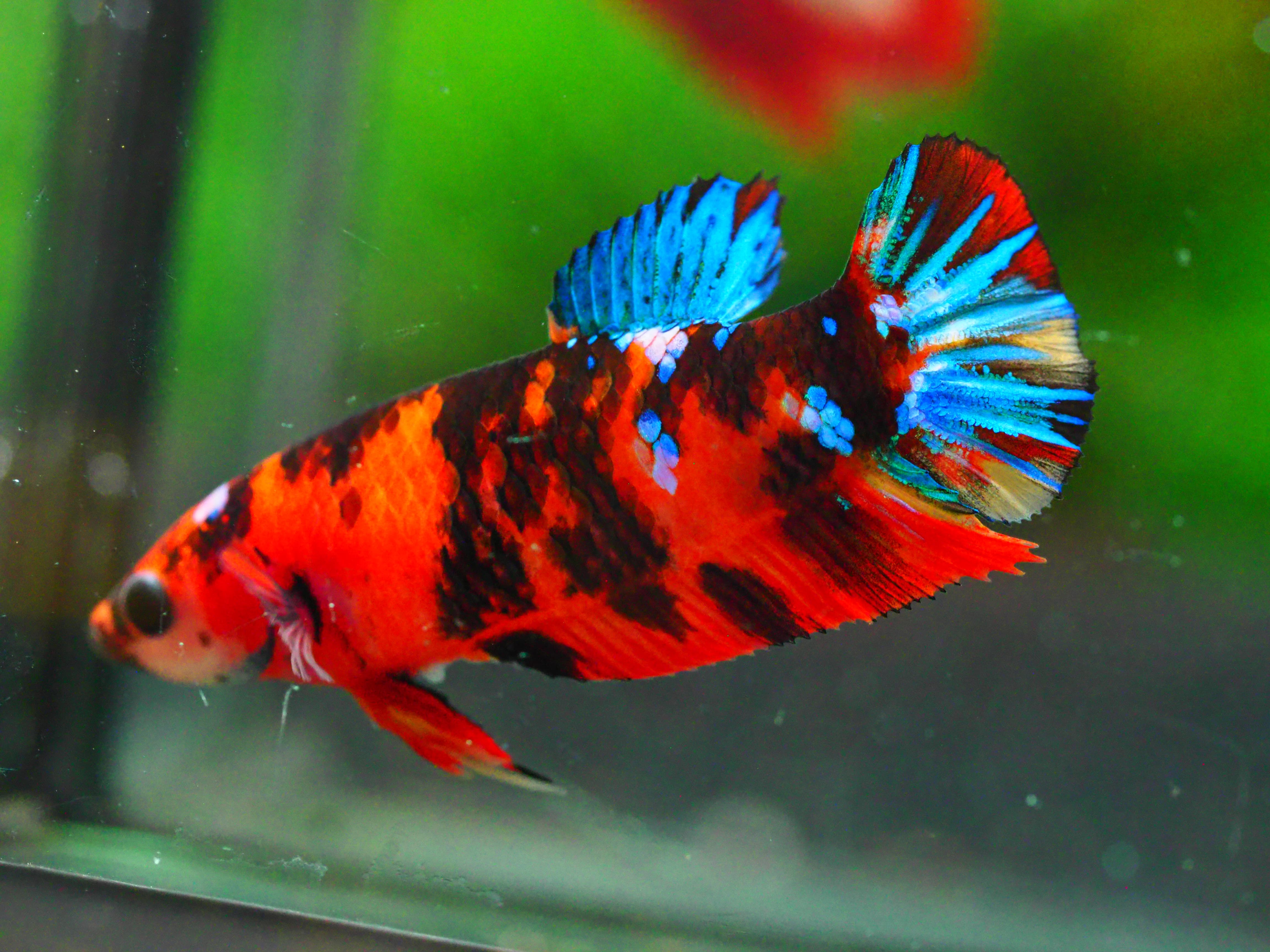 HMPK KOI GALAXY FNMALE GRADE A +++