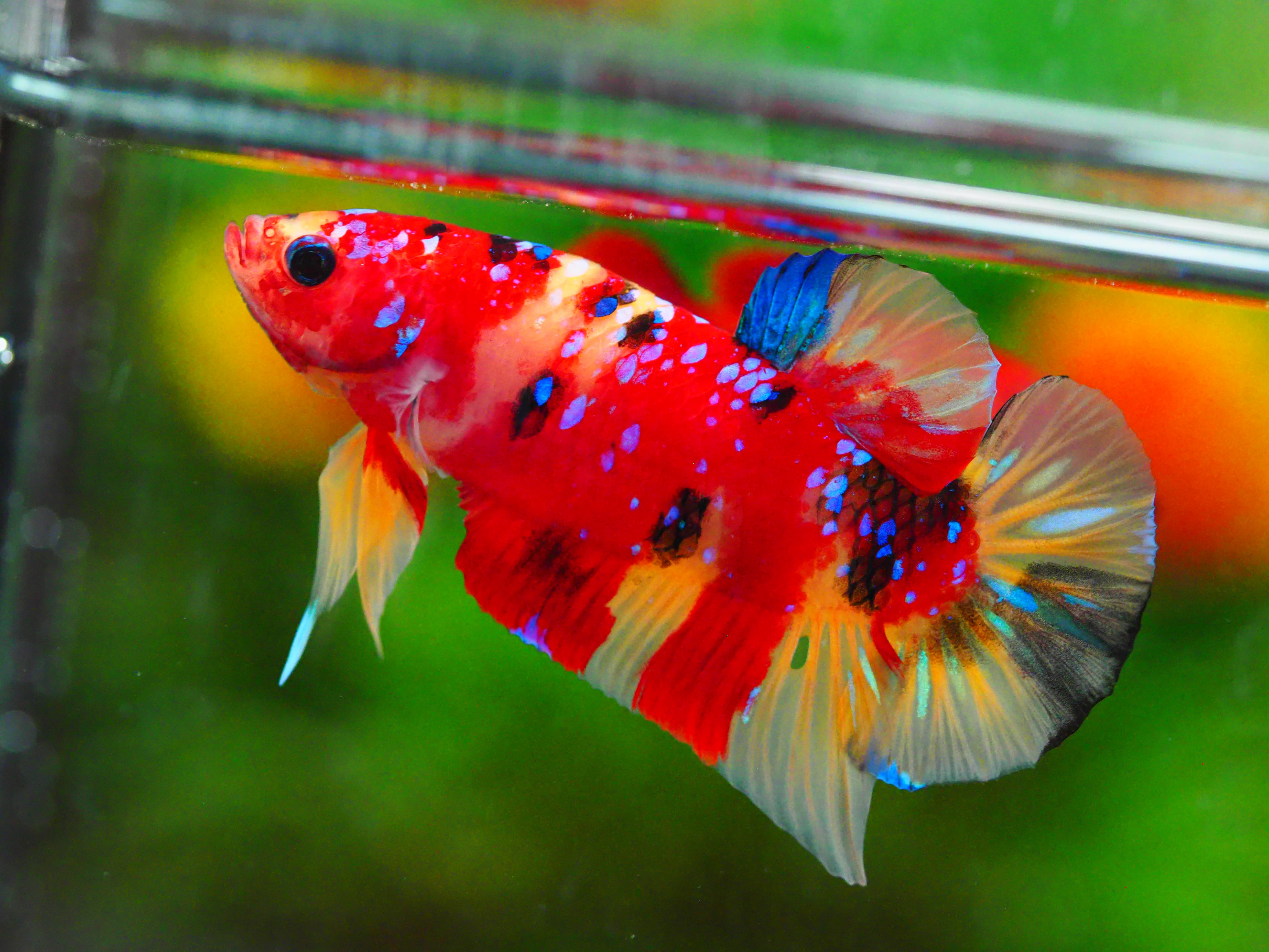 HMPK NEMO GALAXY MALE GRADE A +++