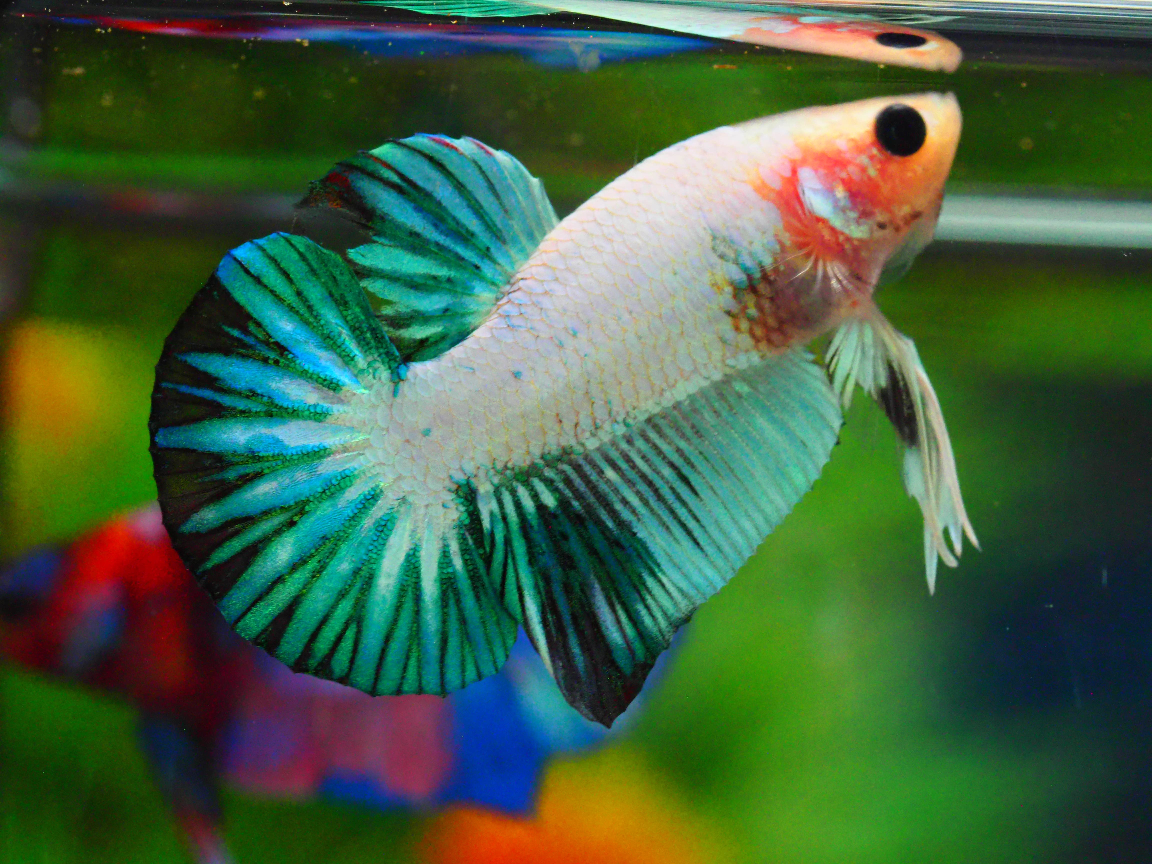 HMPK FANCY MALE GRADE A +++