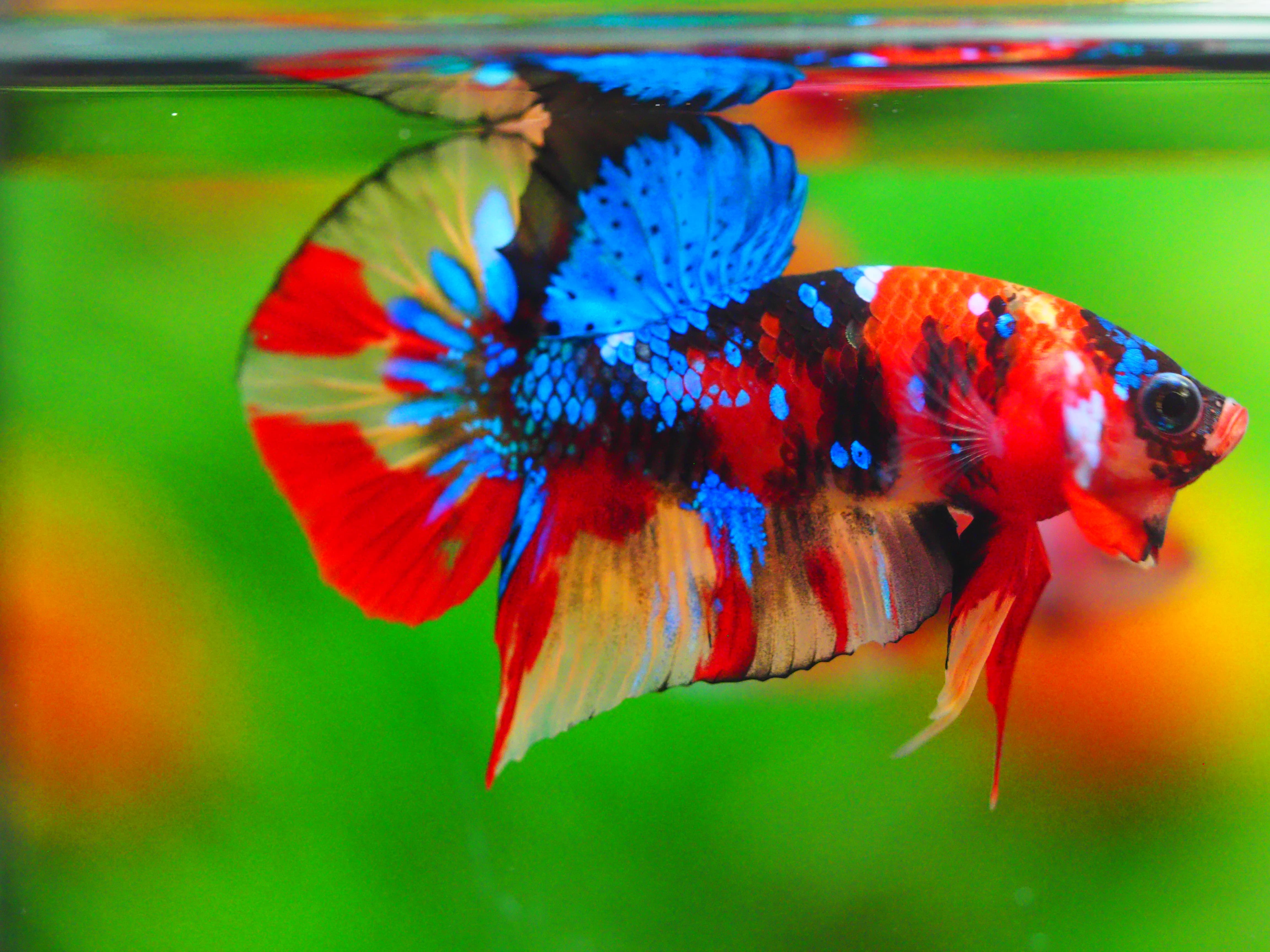 HMPK NEMO GALAXY MALE GRADE A +++