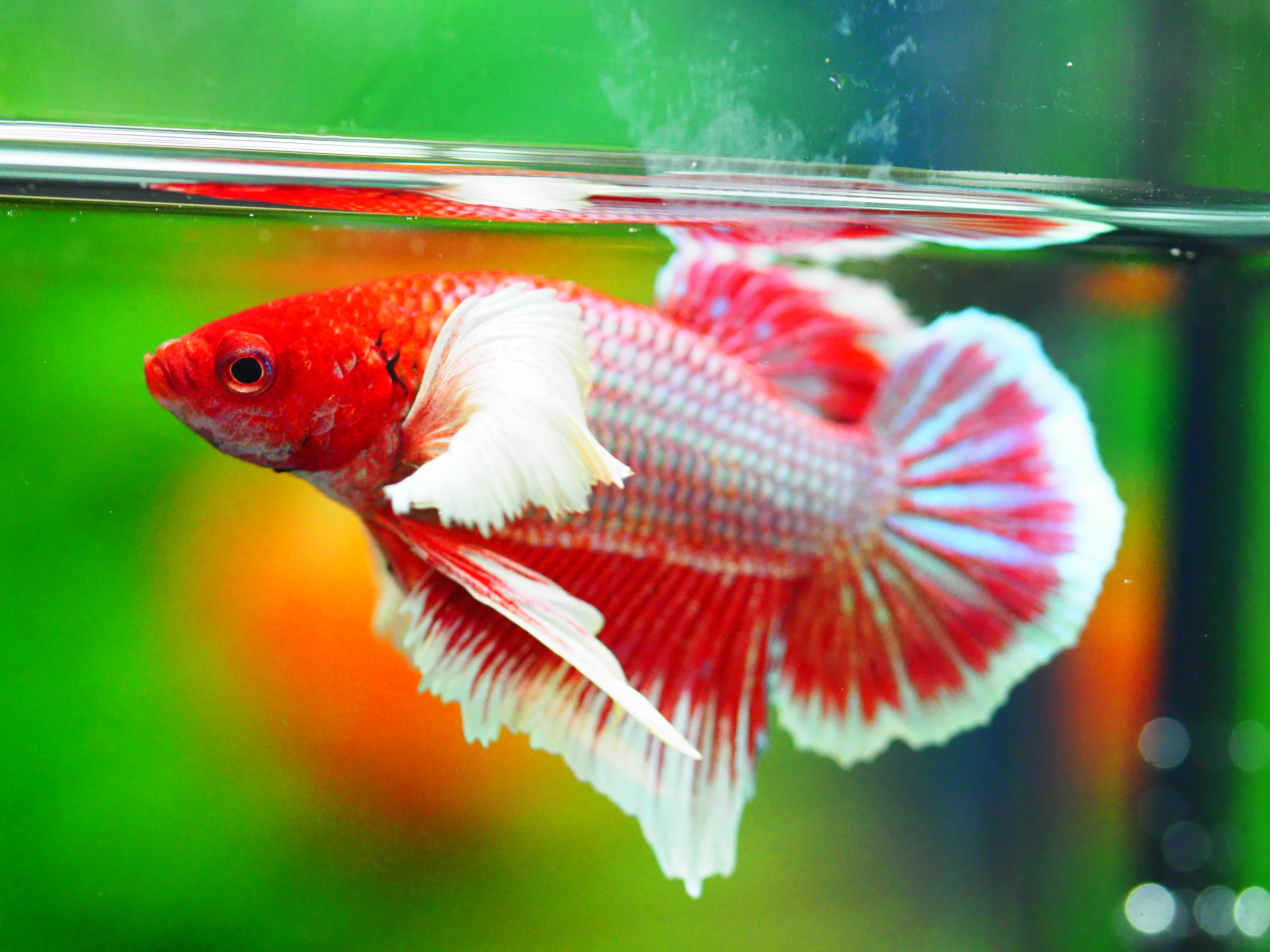 HMPK DUMBO MALE GRADE A +++