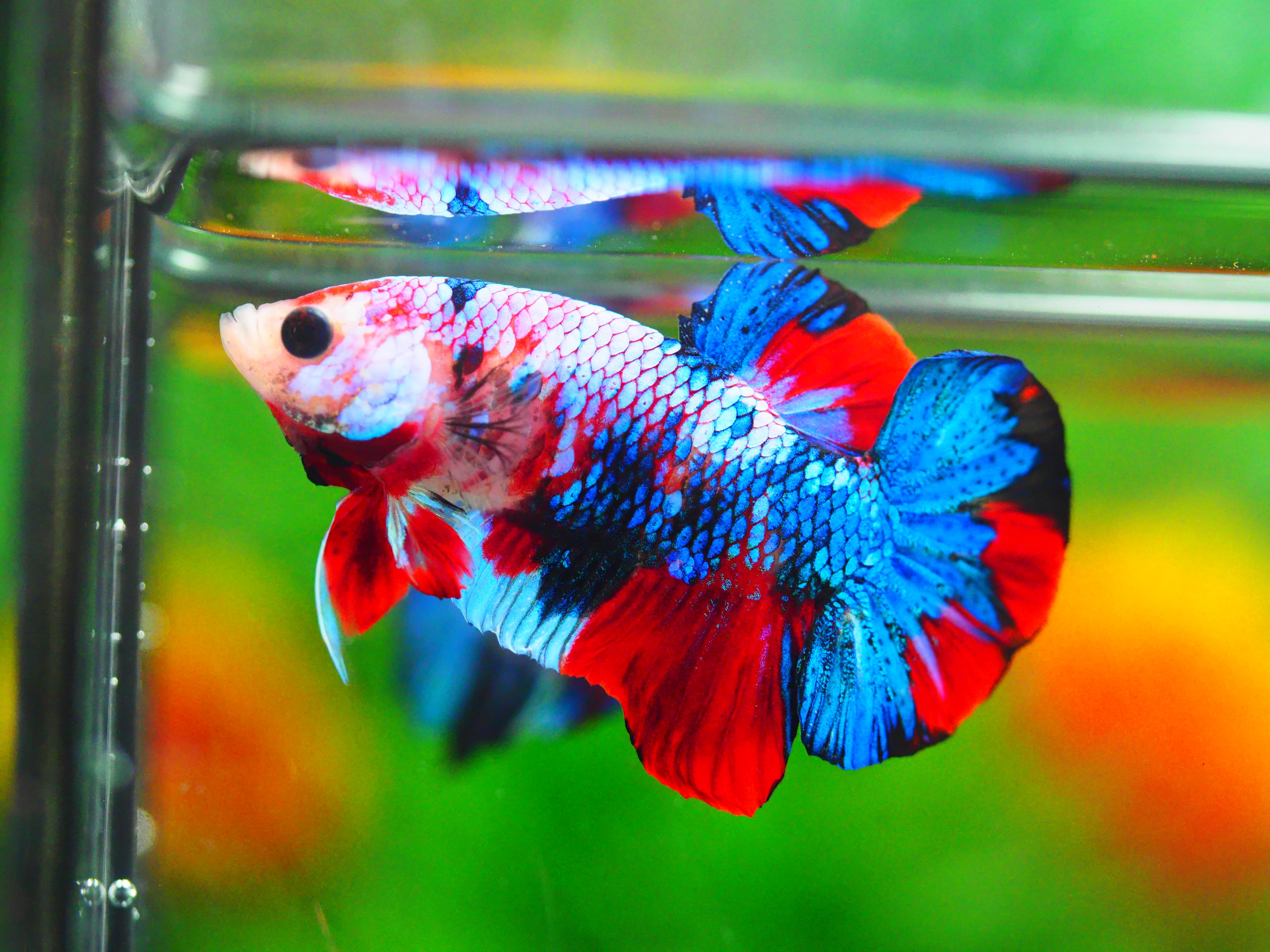 HMPK KOI GALAXY MALE GRADE A +++