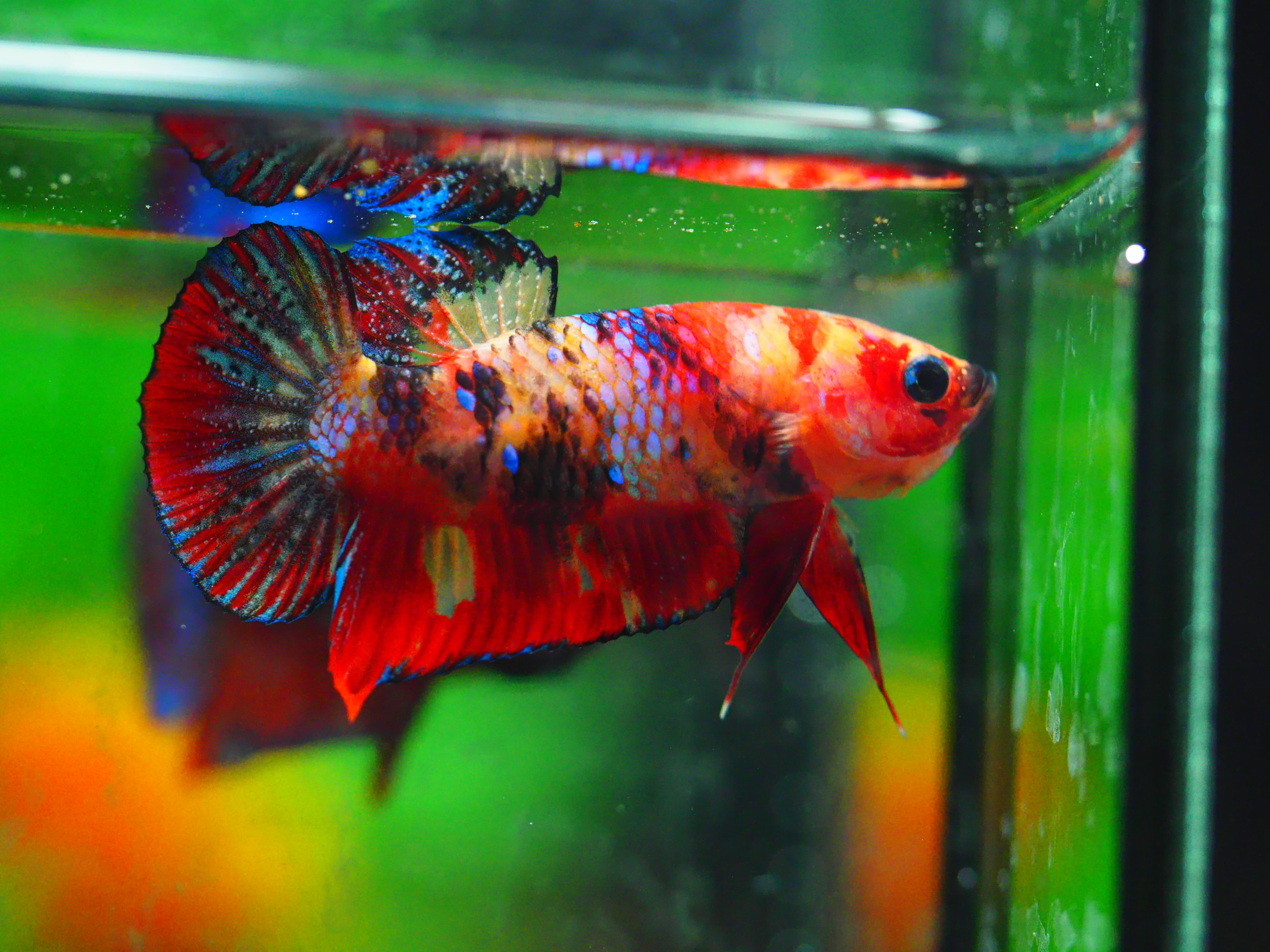 HMPK NEMO GALAXY MALE GRADE A +++