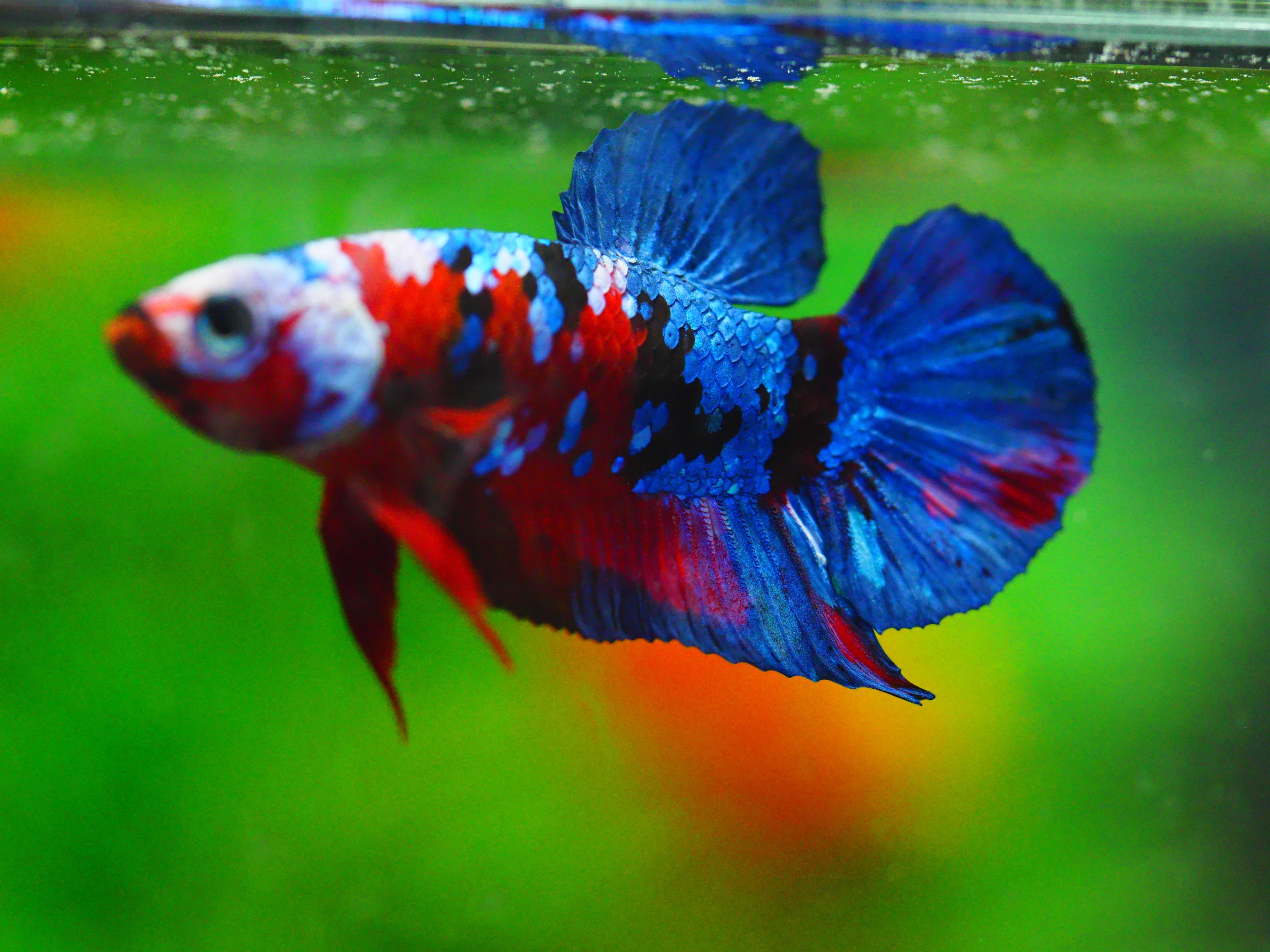 HMPK KOI GALAXY MALE GRADE A +++