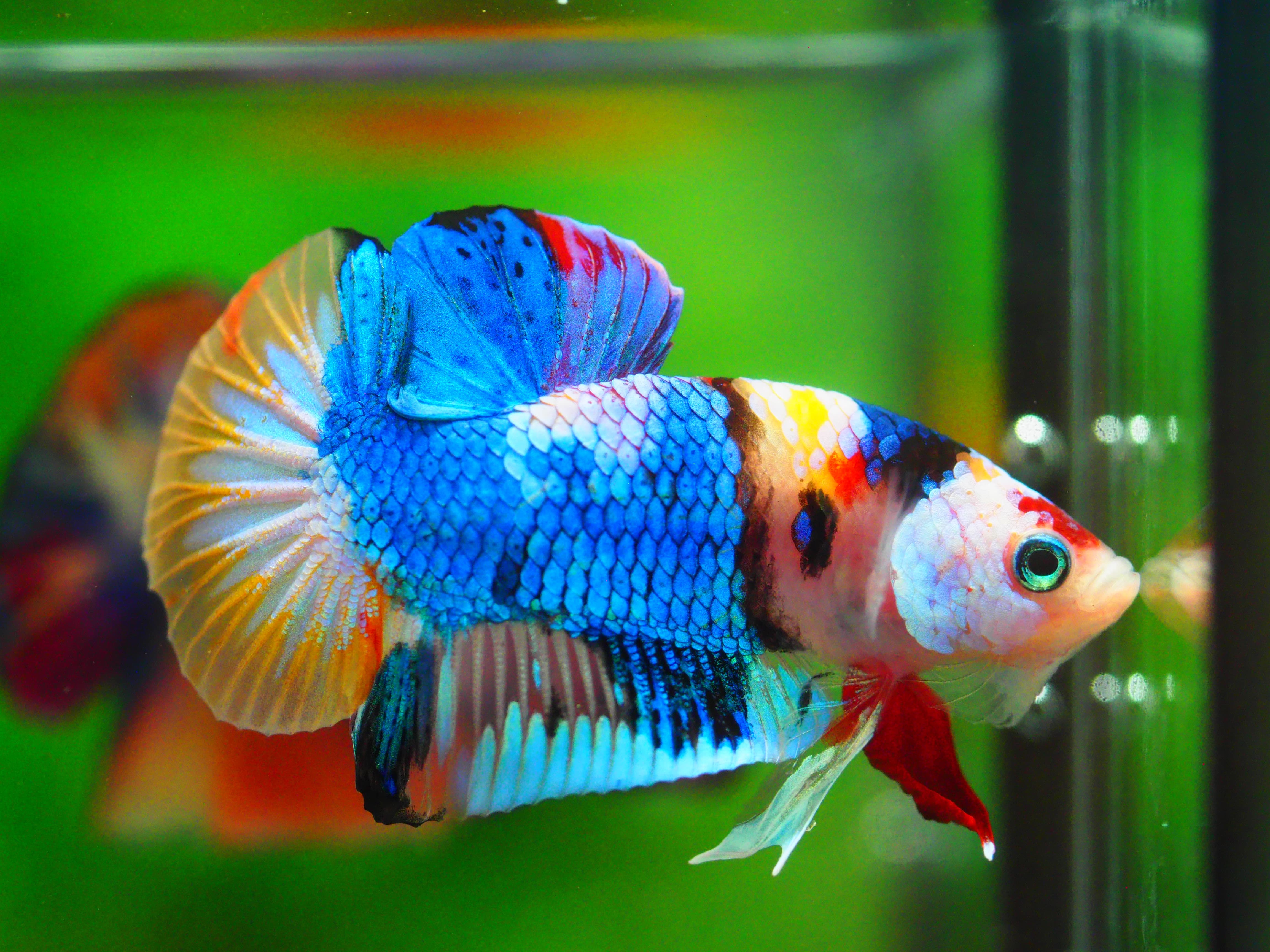 HMPK KOI GALAXY MALE GRADE A +++