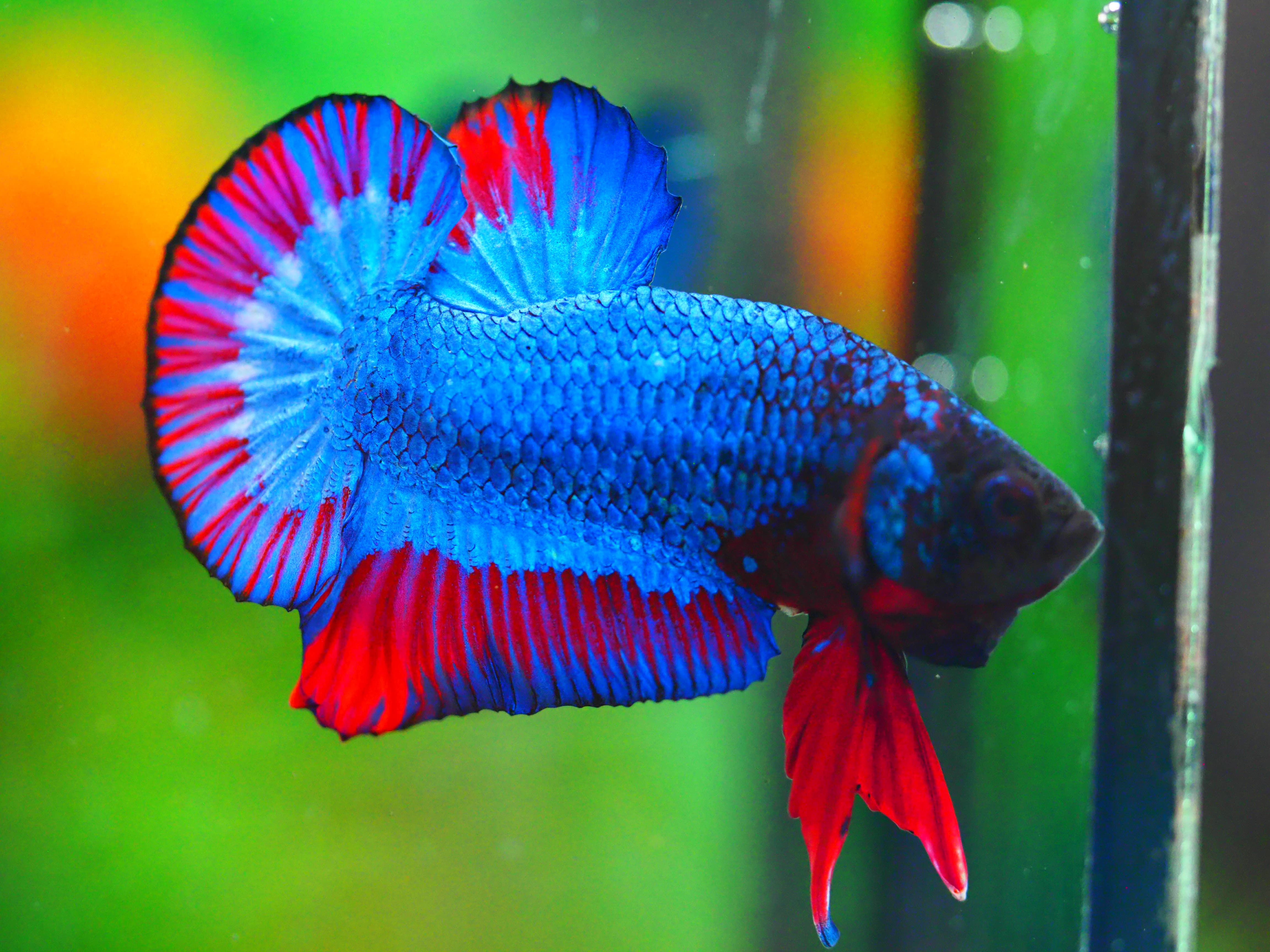 HMPK FANCY MALE GRADE A +++