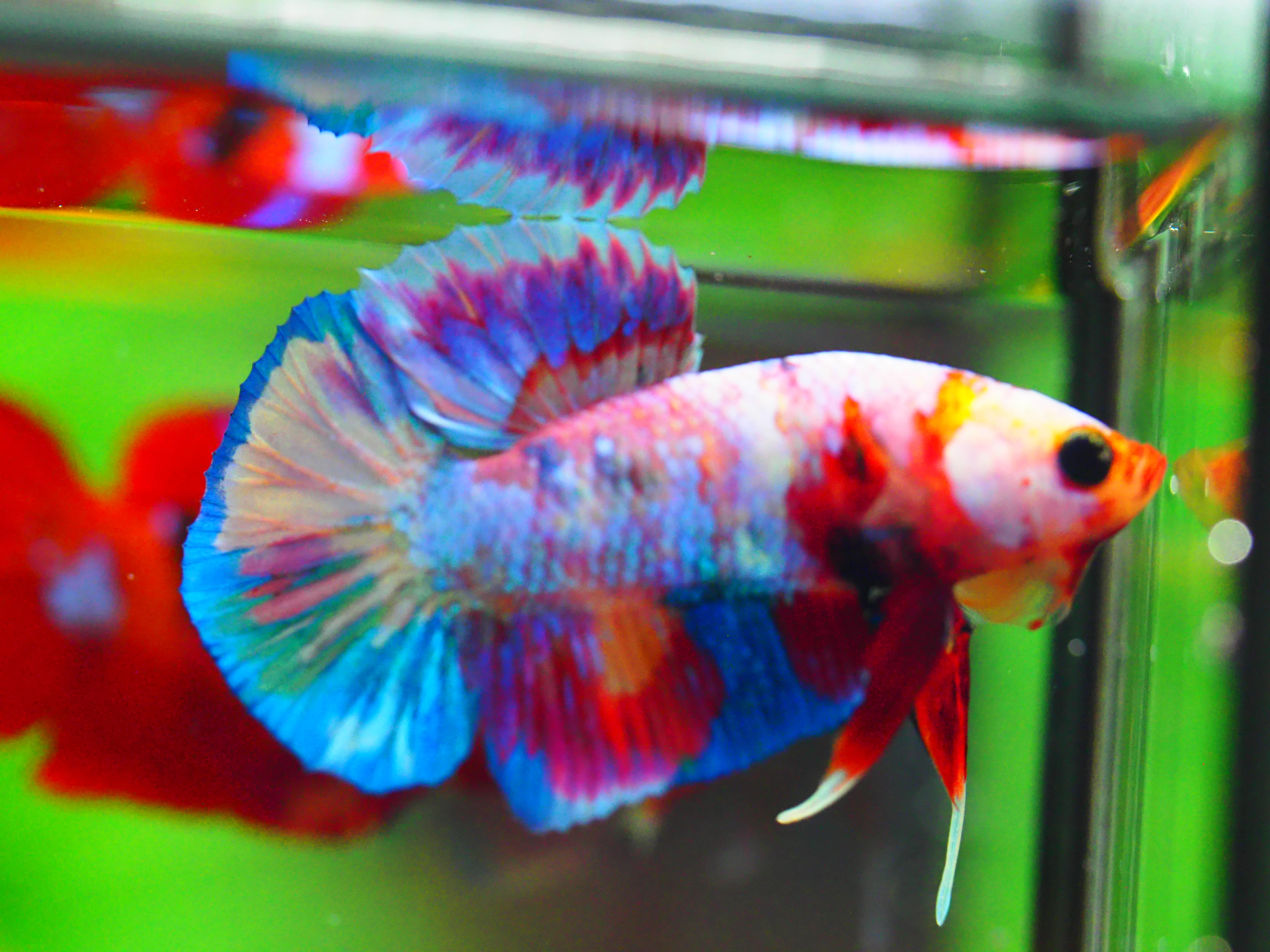 HMPK NEMO GALAXY MALE GRADE A +++