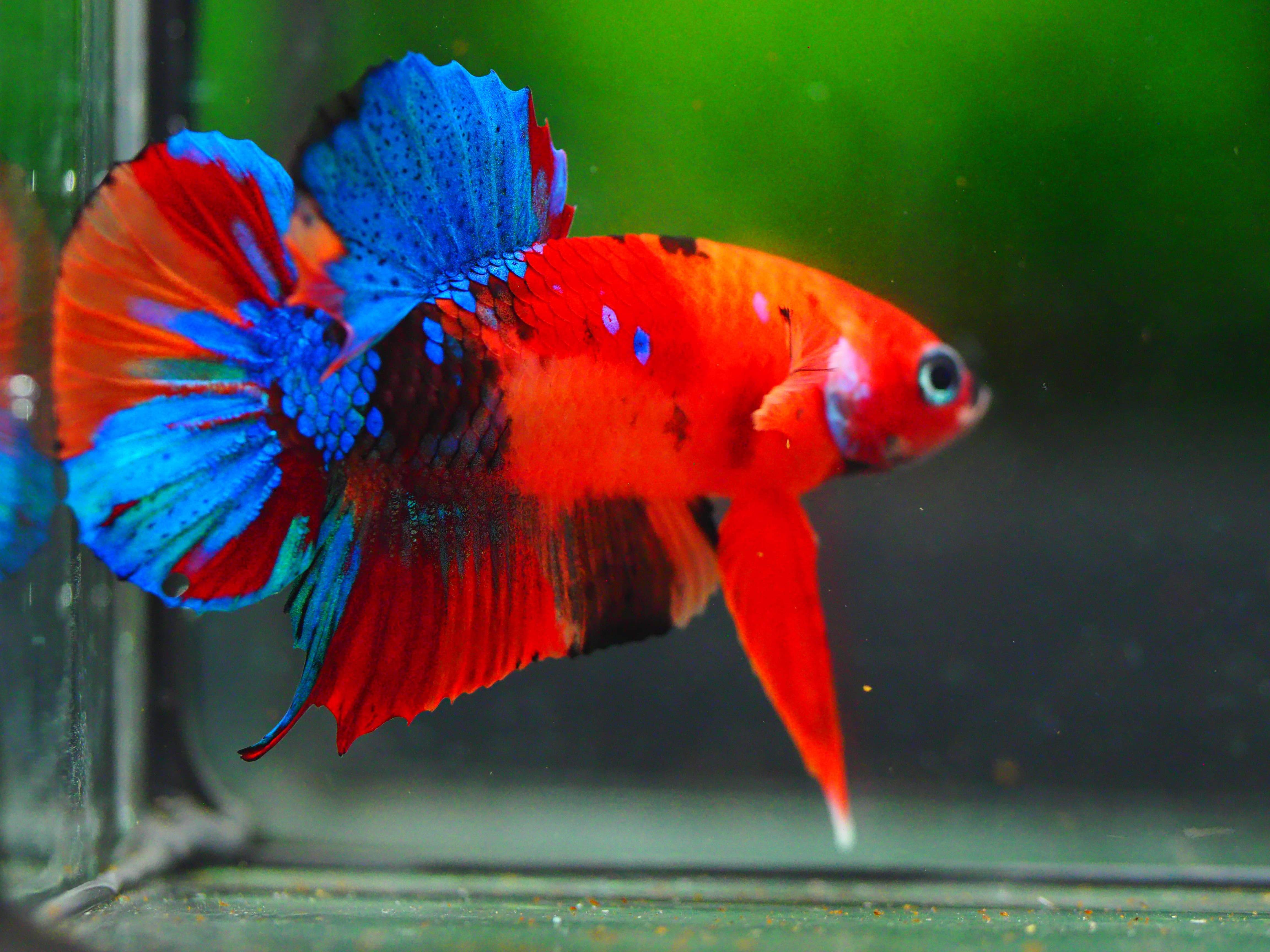 HMPK NEMO GALAXY MALE GRADE A +++