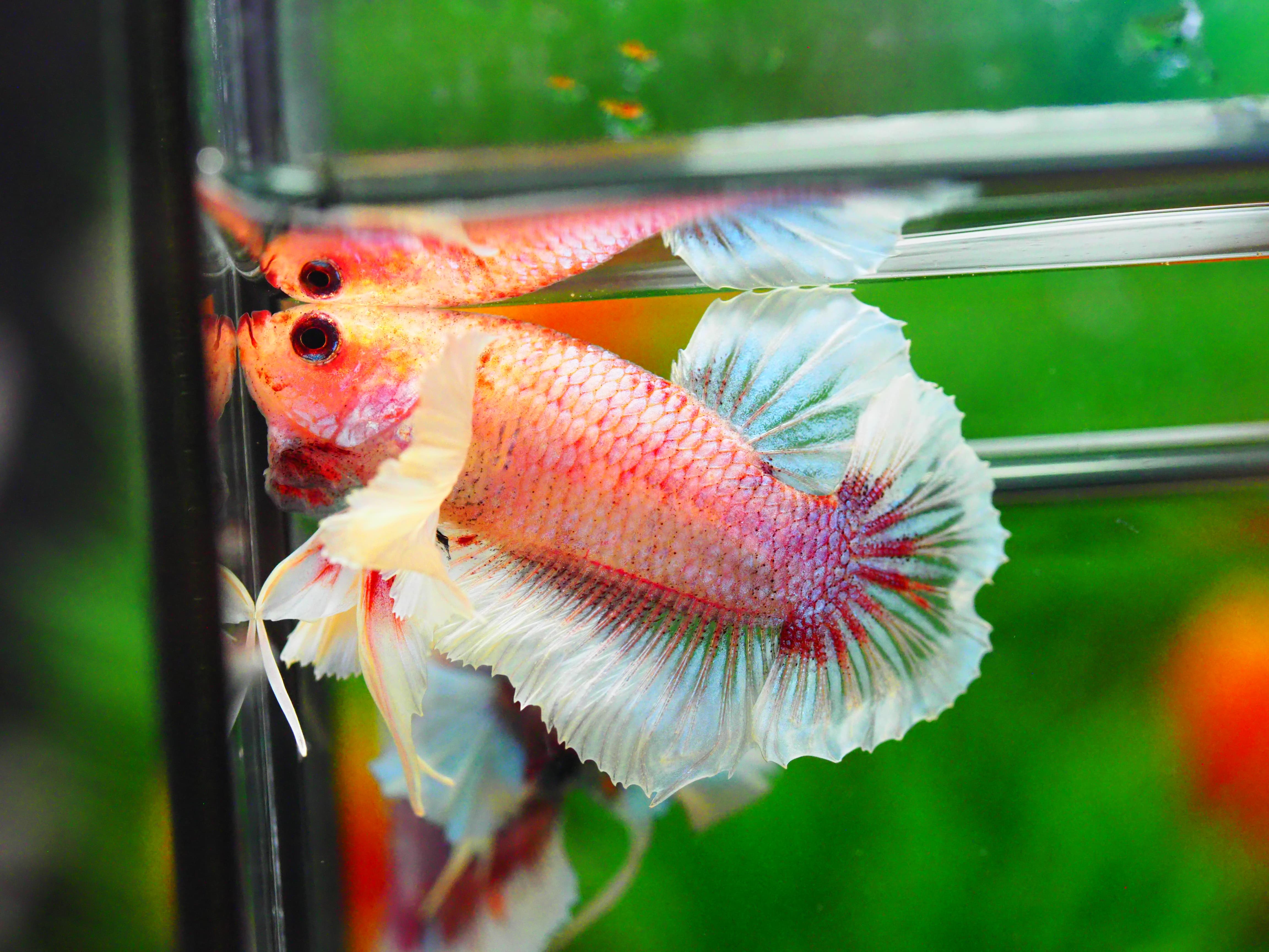 HMPK DUMBO MALE GRADE A +++