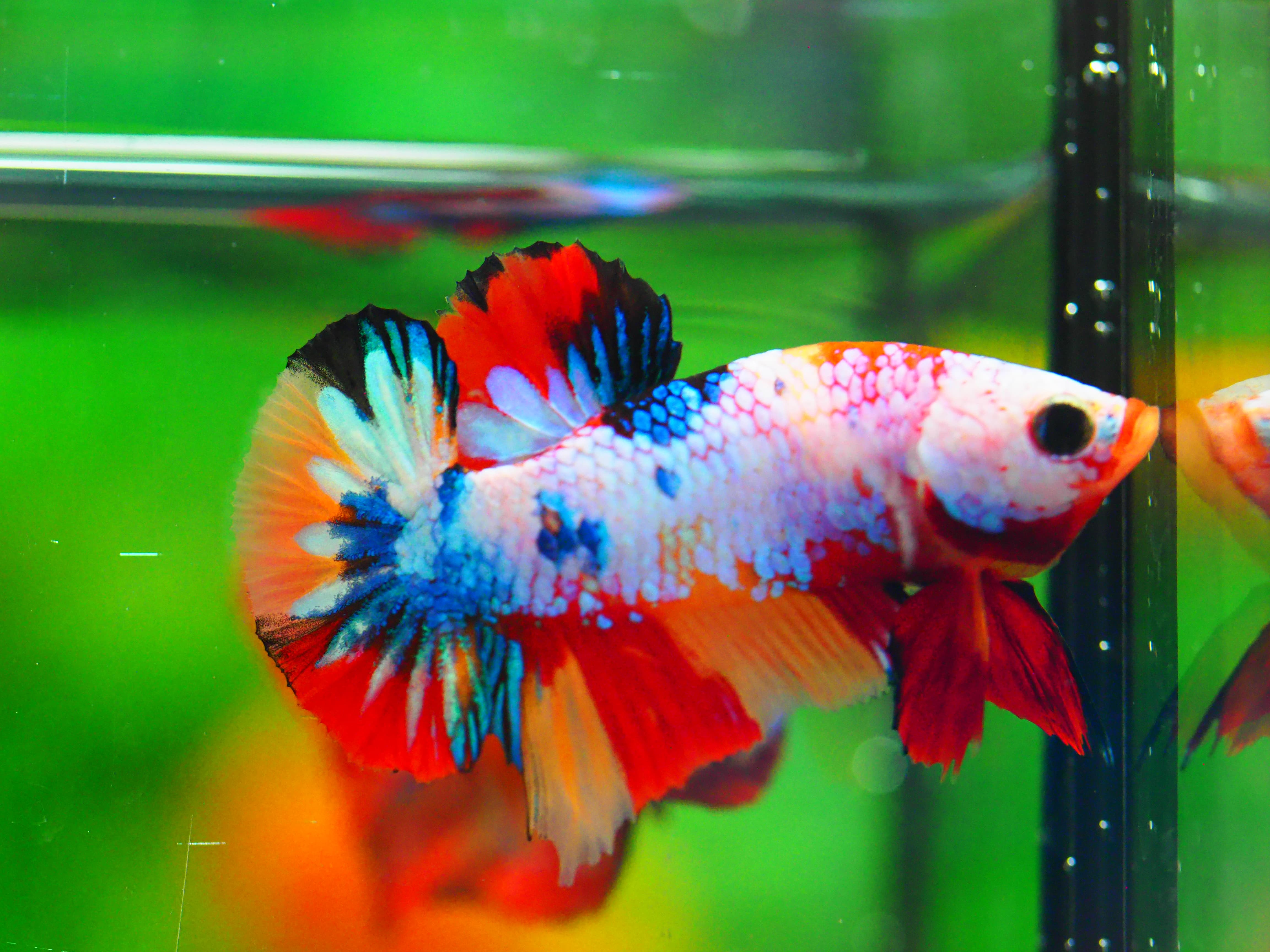 HMPK NEMO GALAXY MALE GRADE A +++