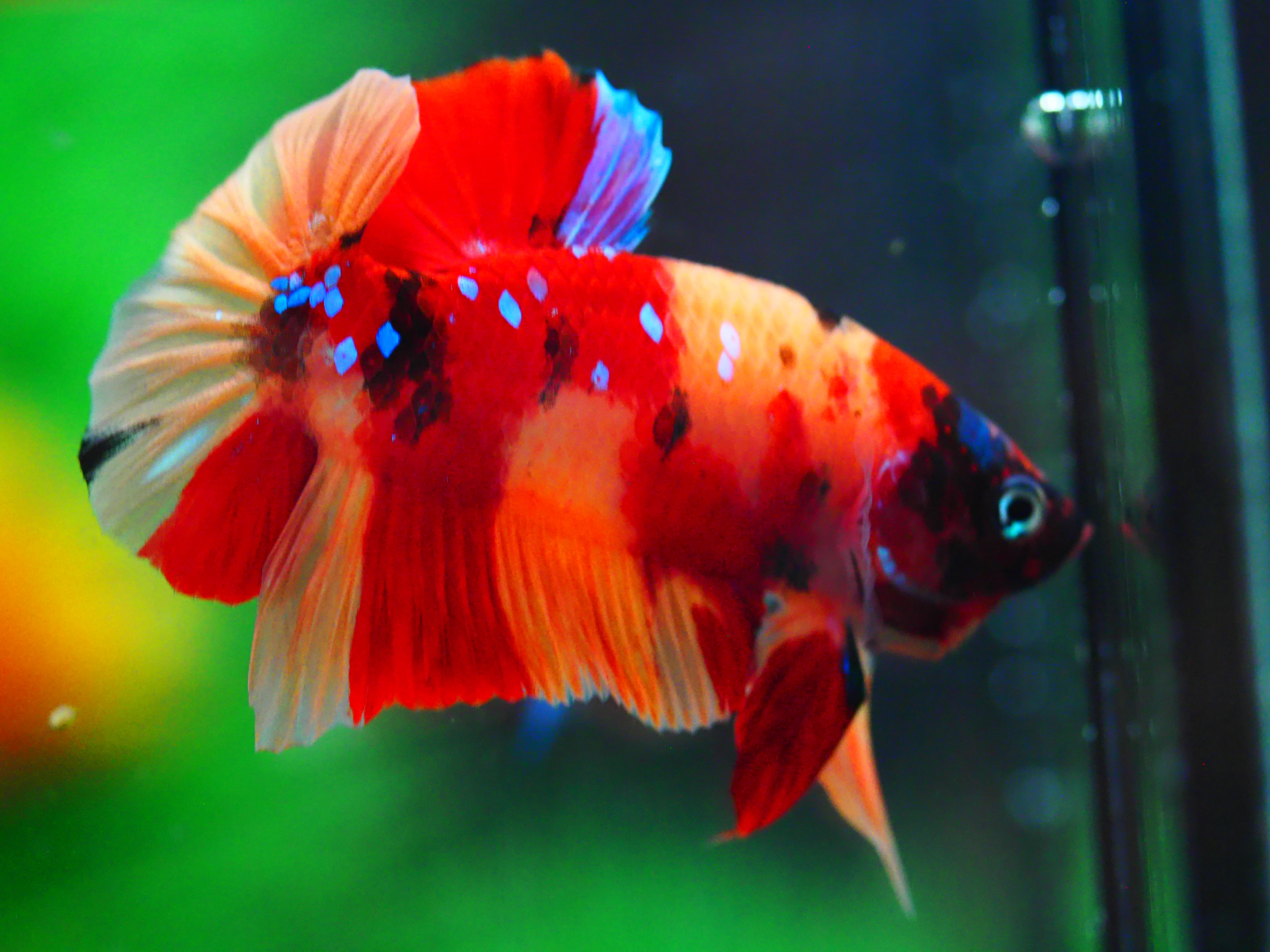 HMPK NEMO MALE GRADE A +++