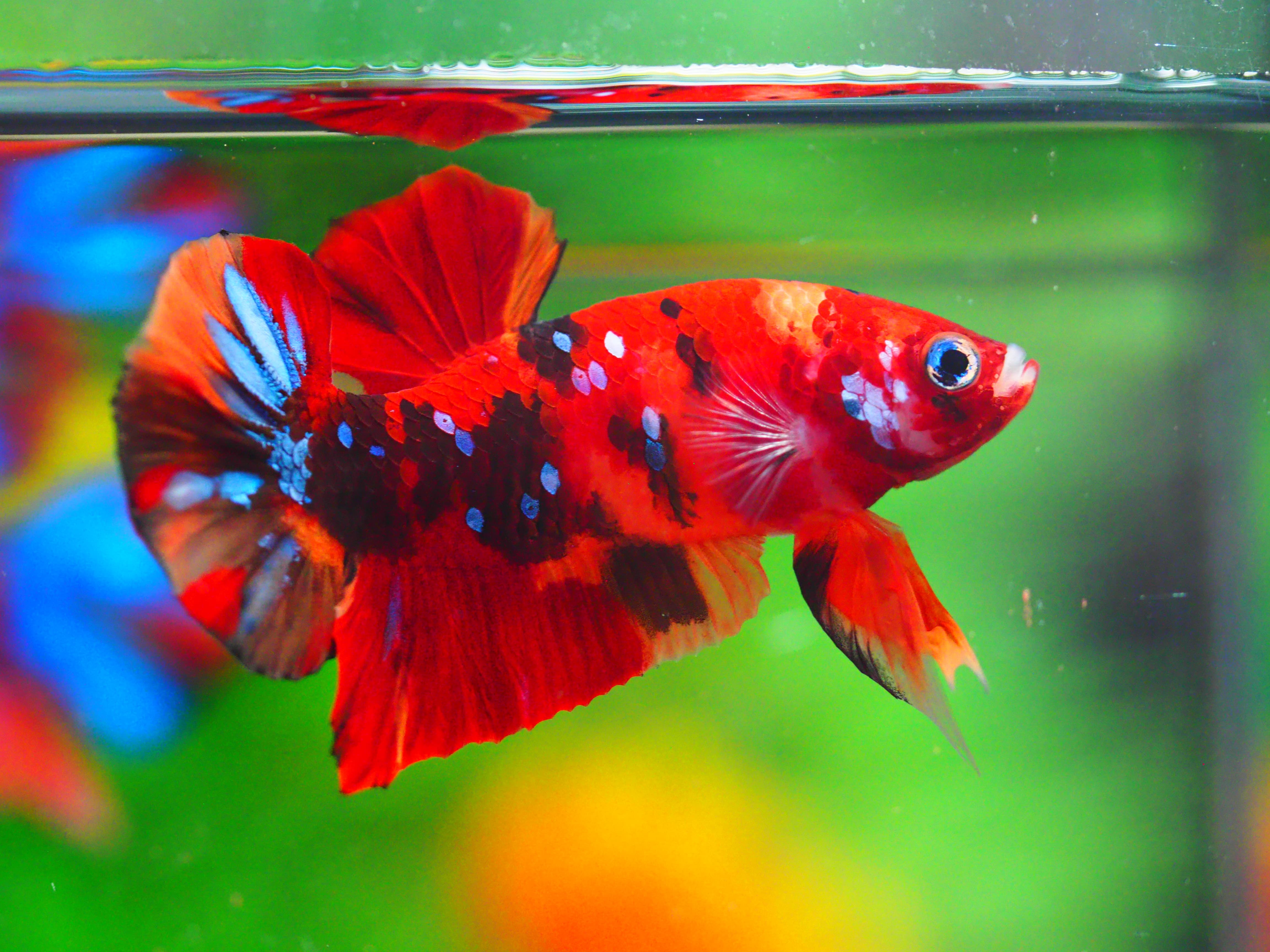 HMPK NEMO GALAXY MALE GRADE A +++