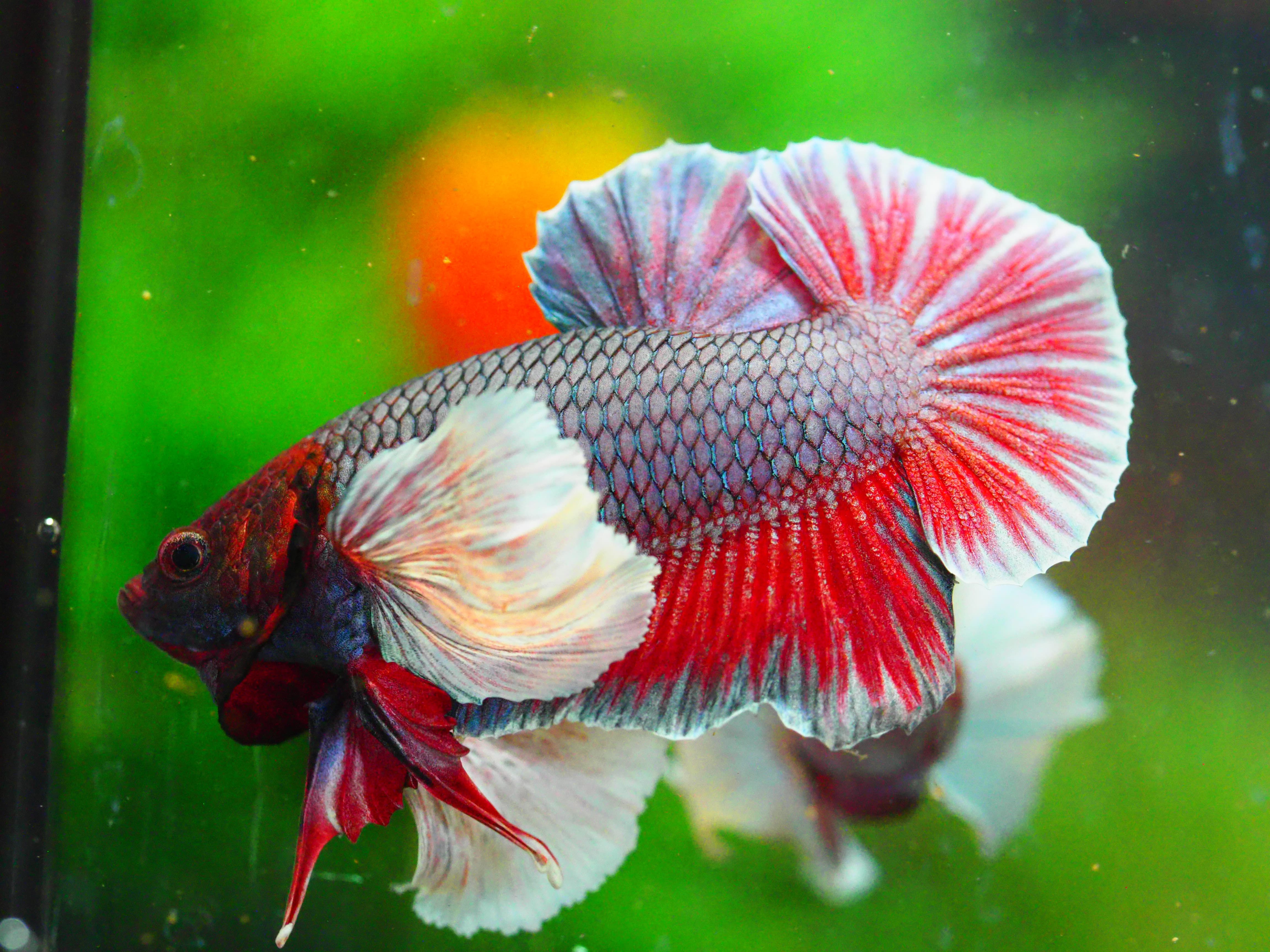 HMPK DUMBO MALE GRADE A +++