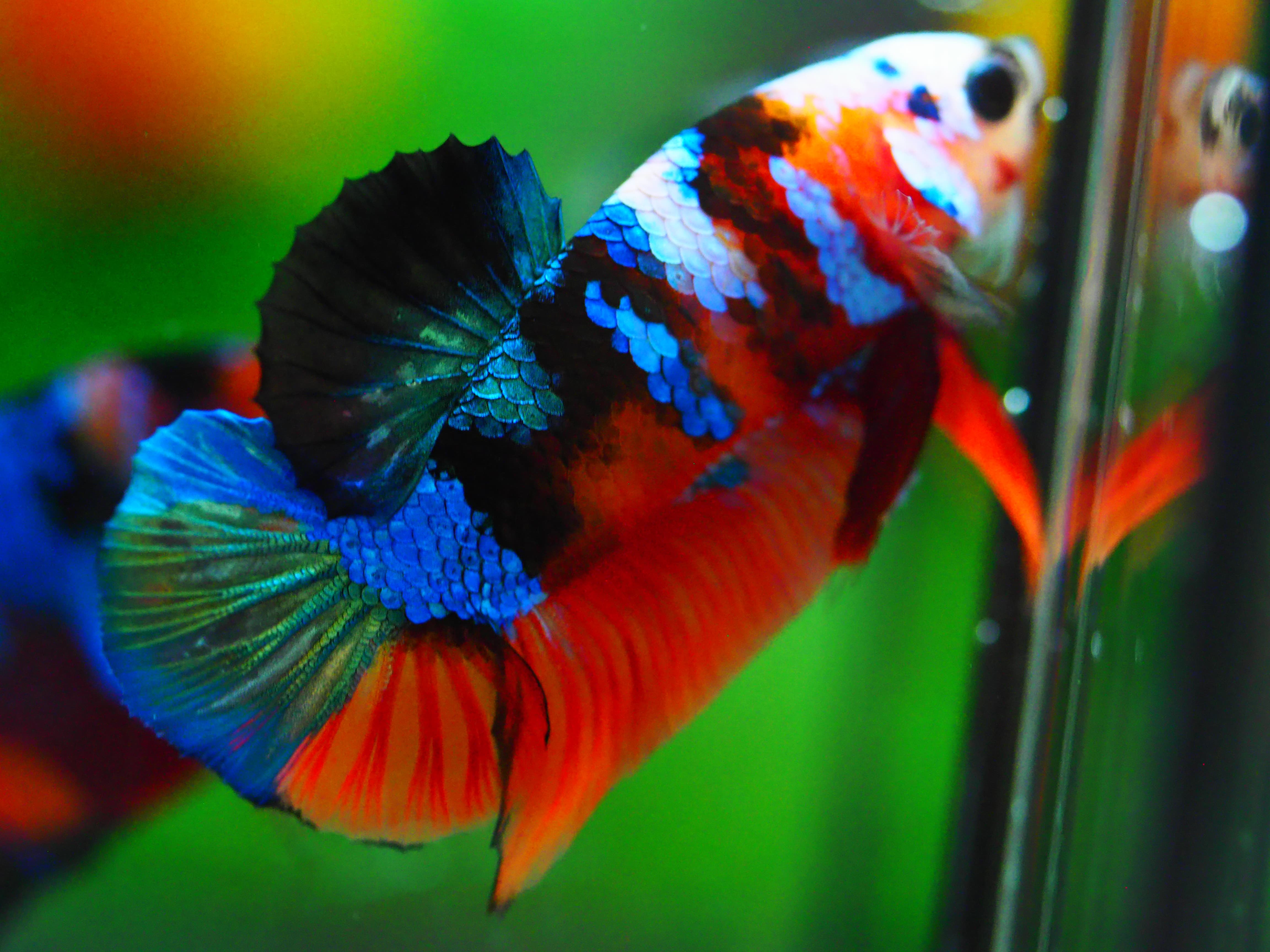 HMPK NEMO GALAXY MALE GRADE A +++