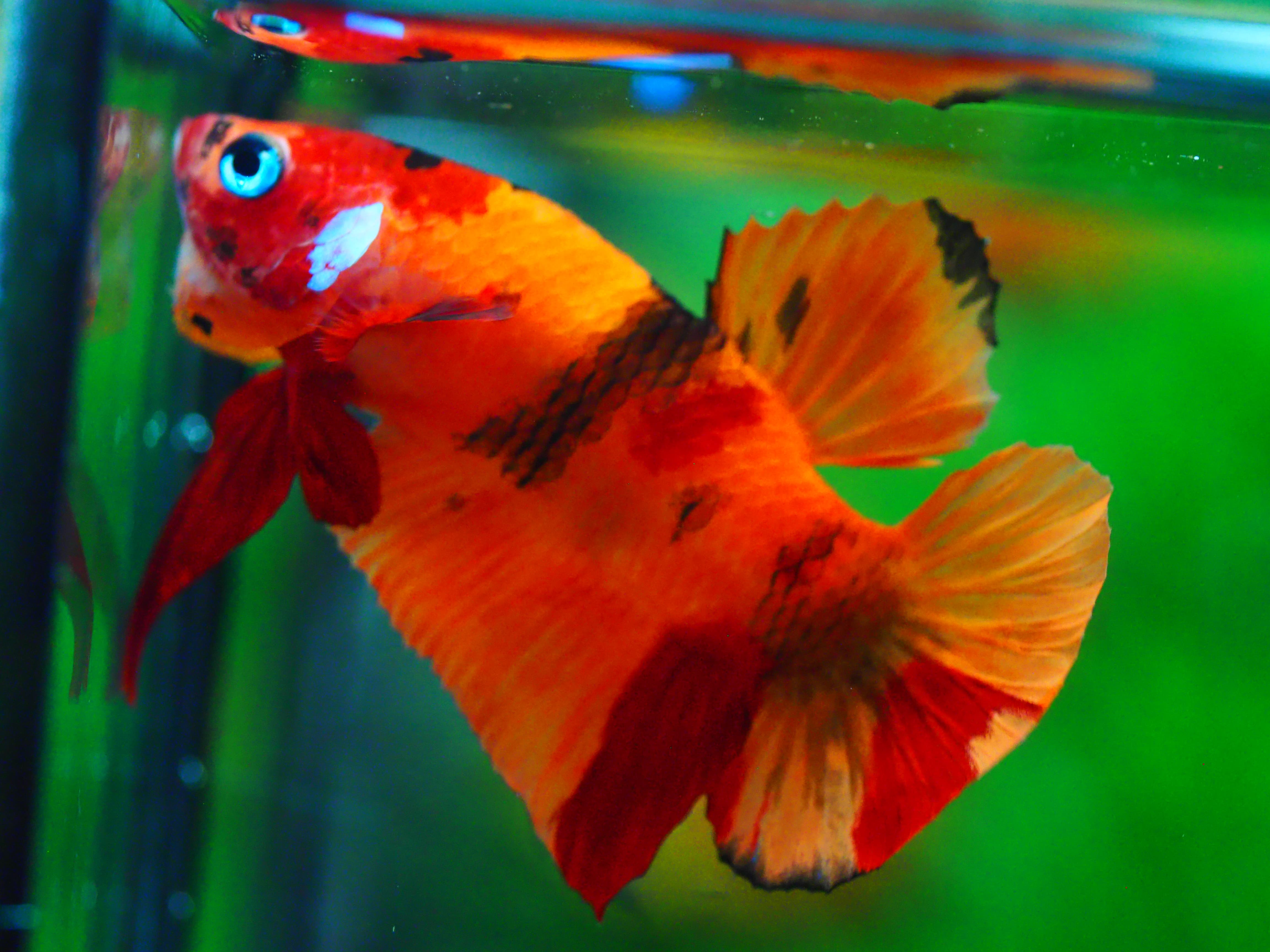 HMPK NEMO MALE GRADE A +++