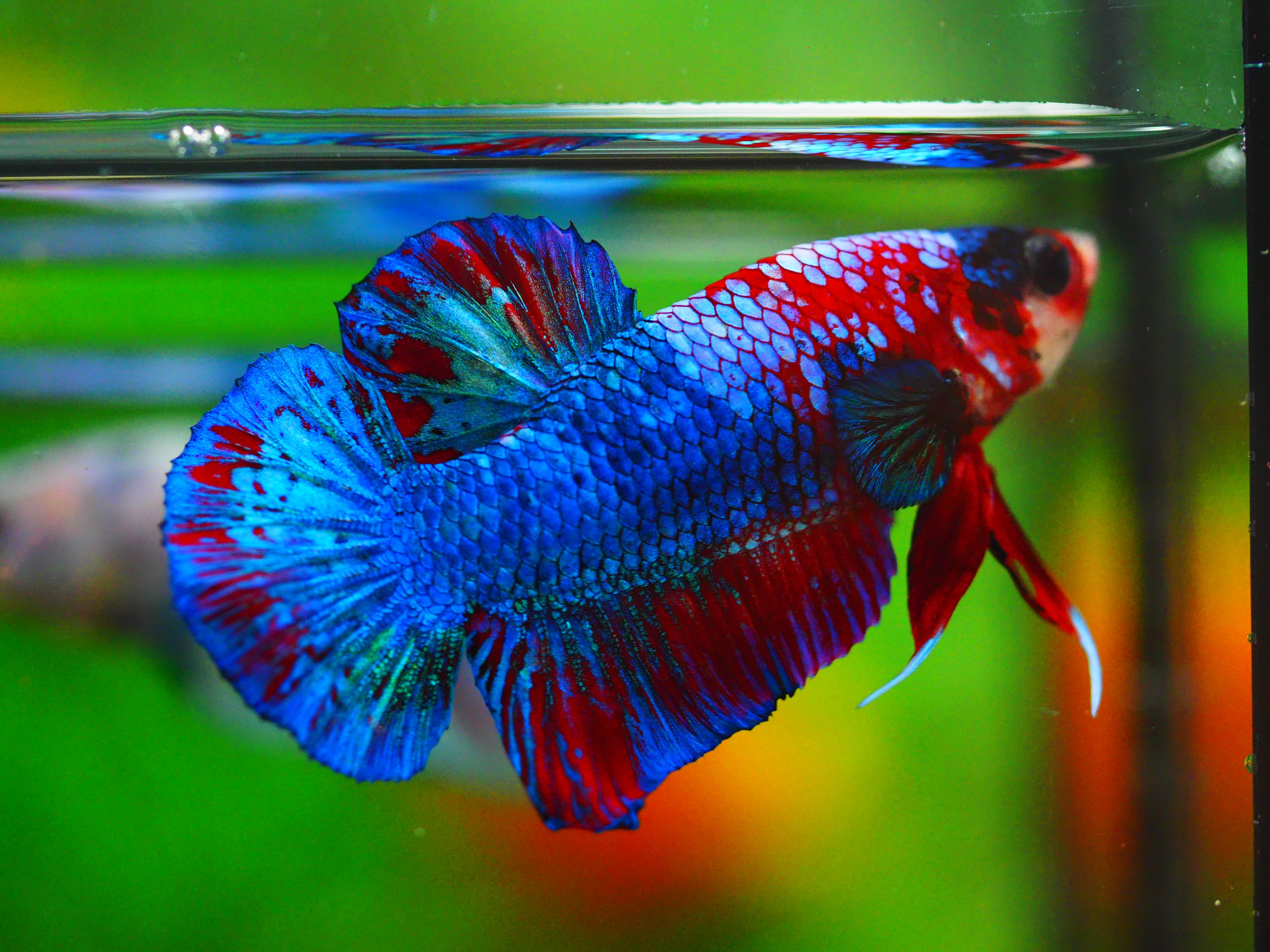 HMPK KOI GALAXY MALE GRADE A++