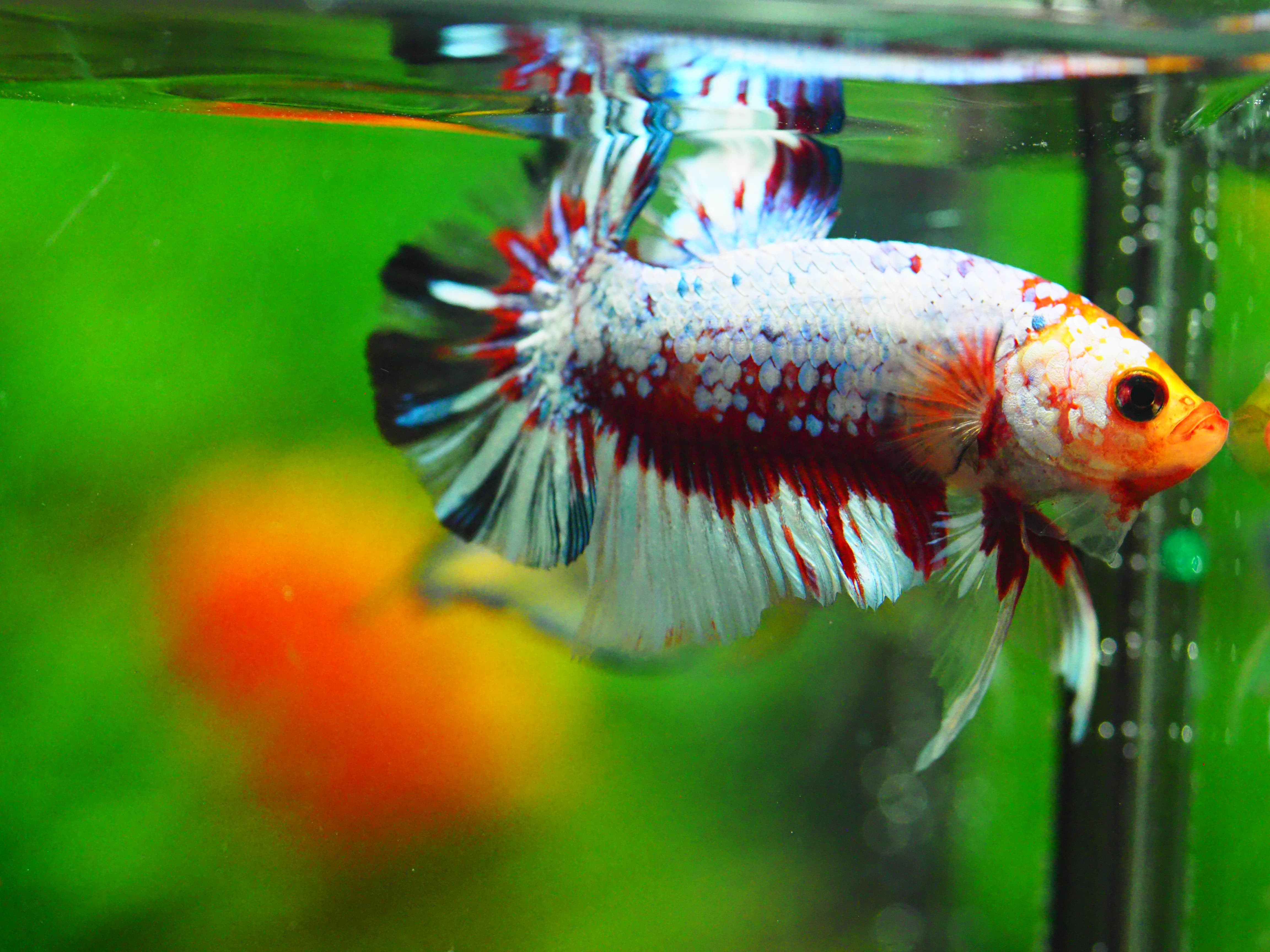 HMPK FANCY MALE GRADE A +++