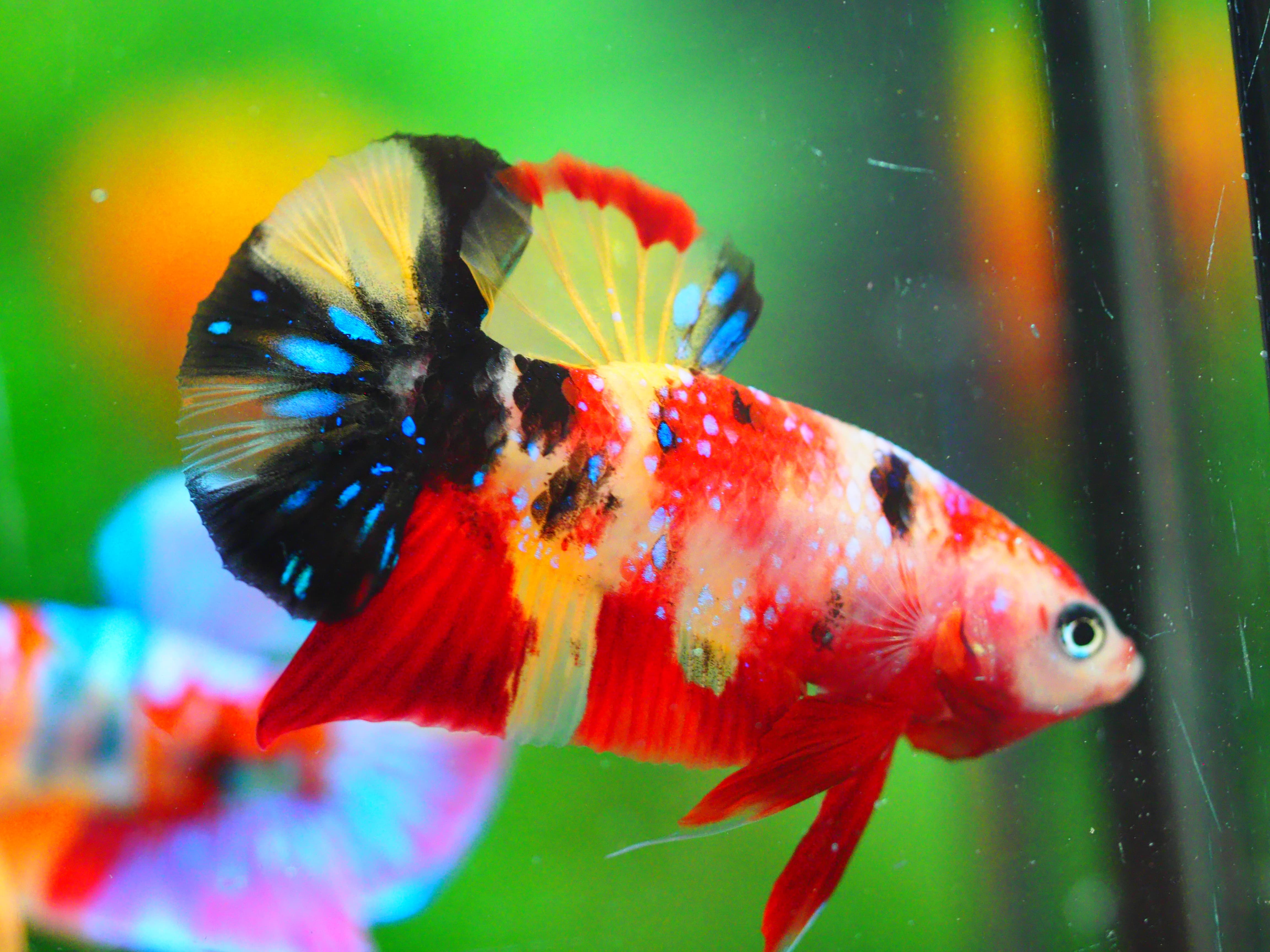 HMPK NEMO GALAXY MALE GRADE A +++