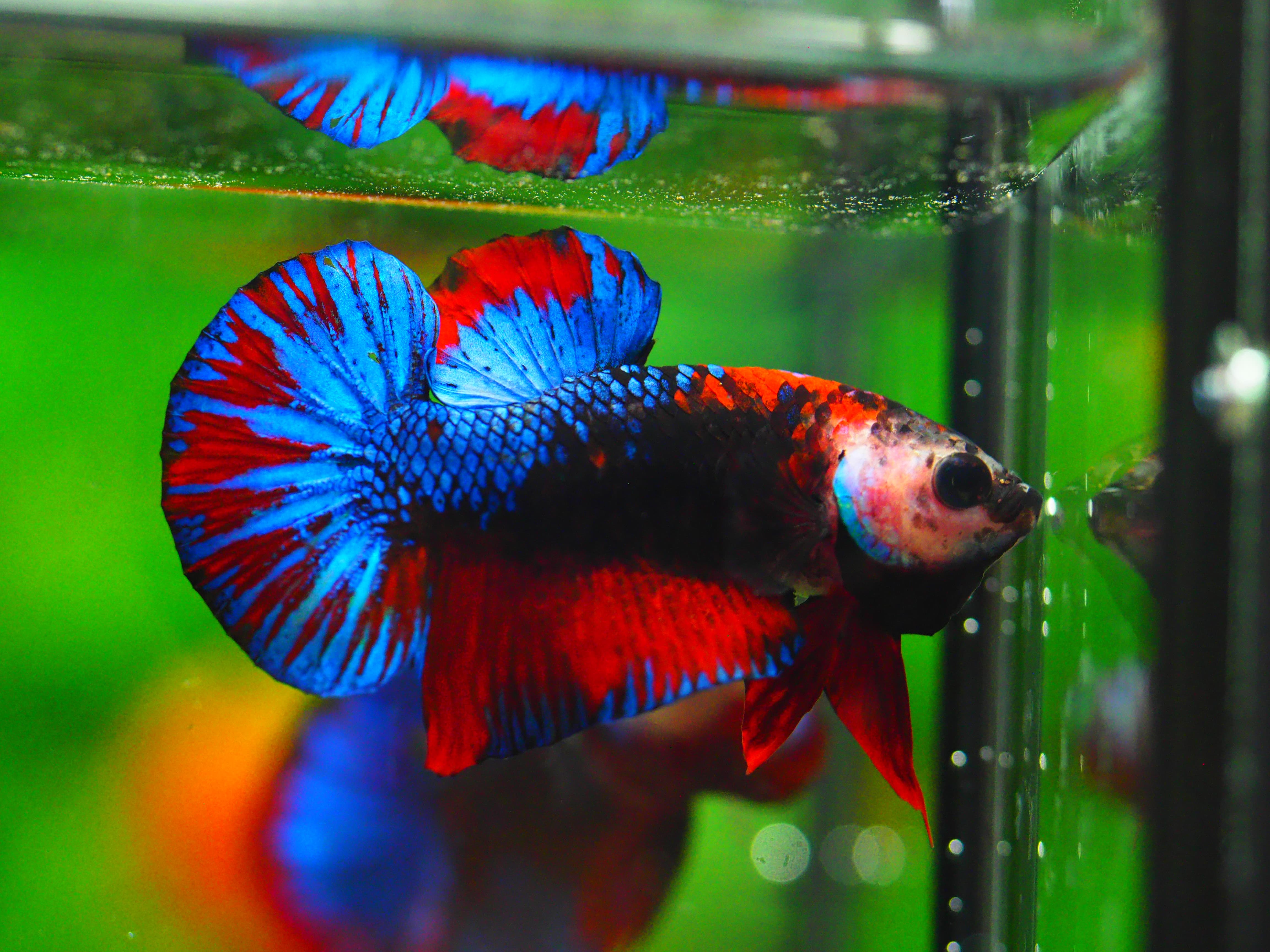 HMPK KOI GALAXY MALE GRADE A +++