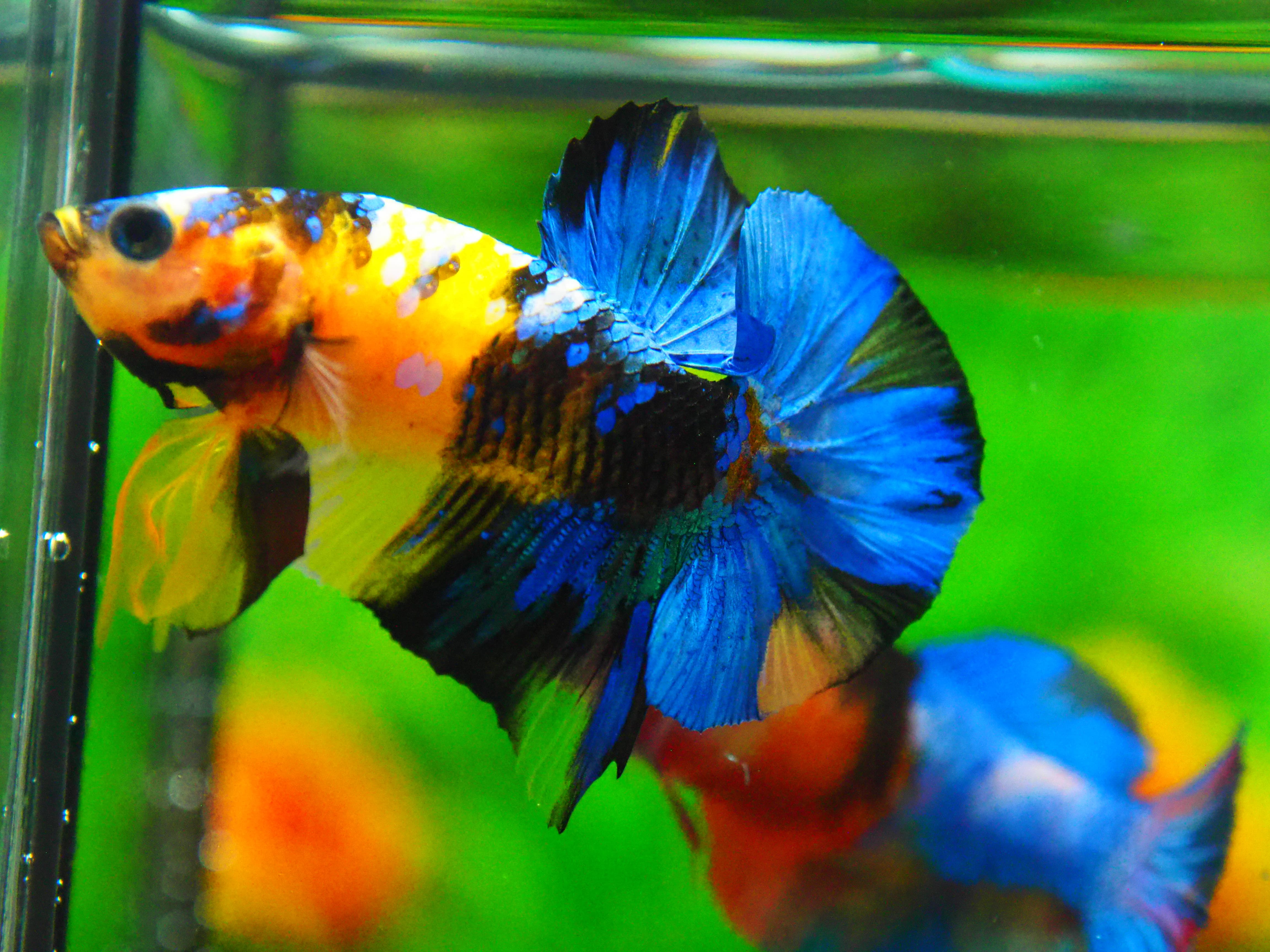 HMPK KOI YELLOW FN MALE GRADE A +++