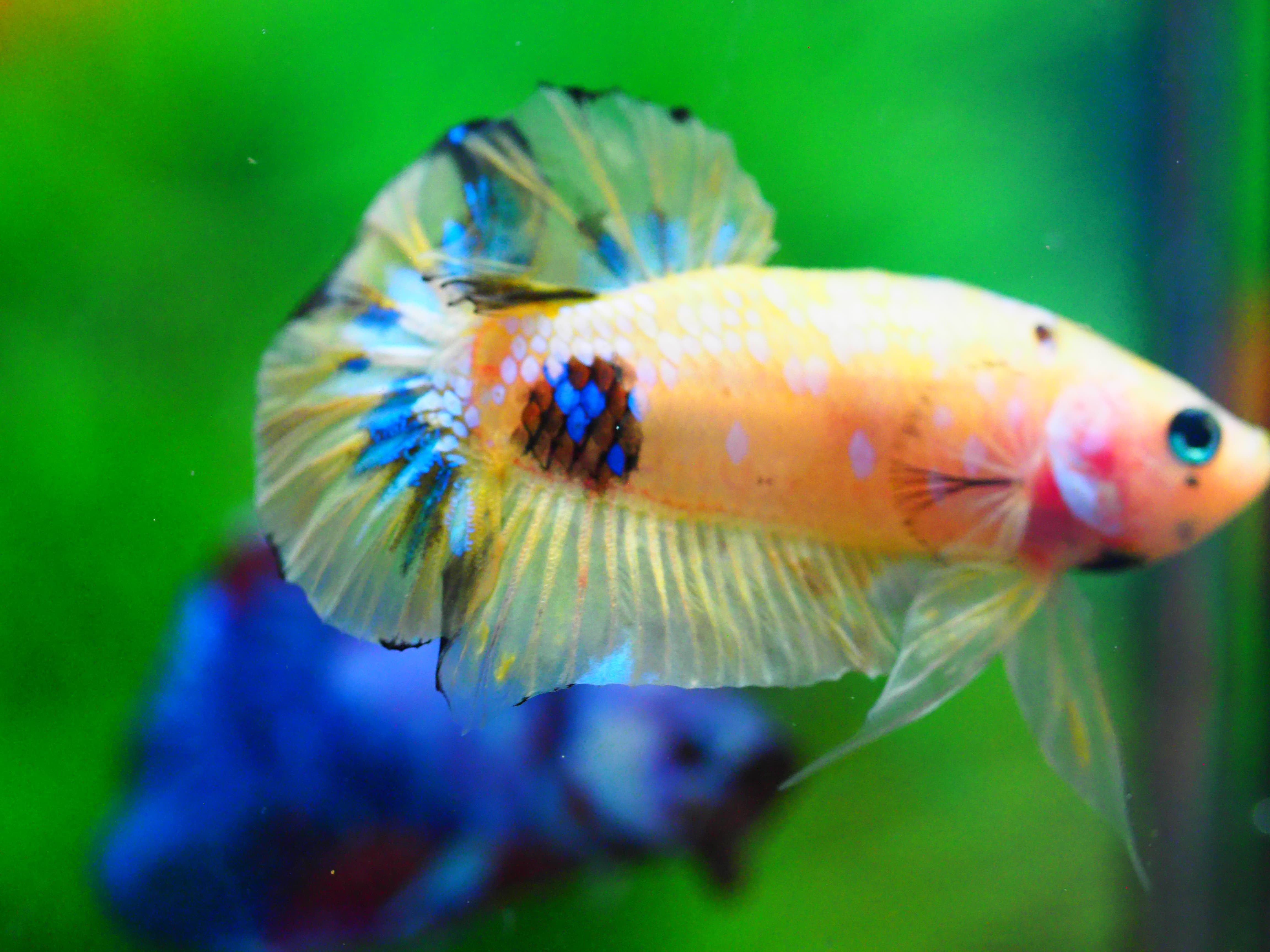 HMPK KOI YELLOW MALE GRADE A +++