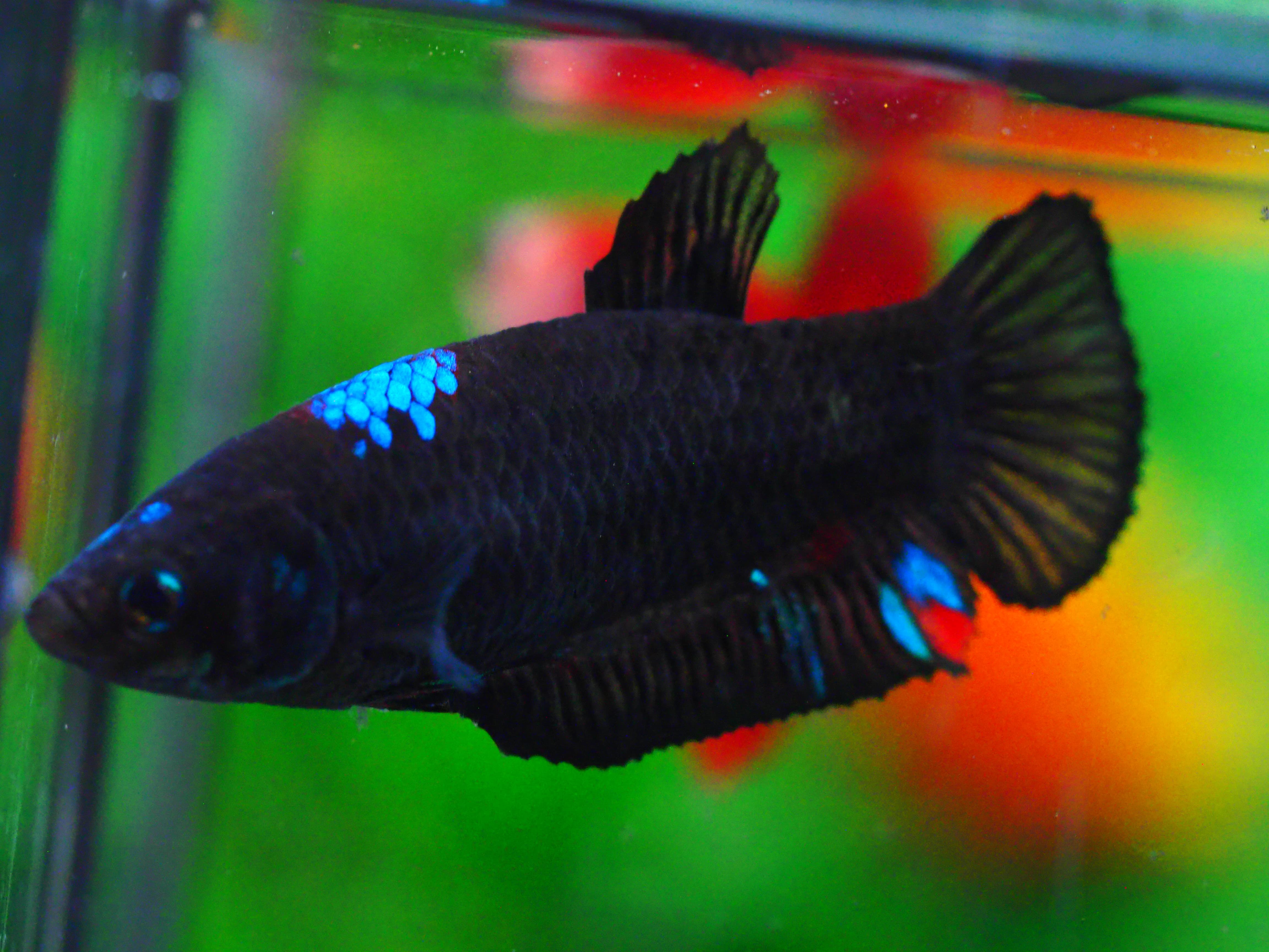 HMPK KOI GALAXY FNMALE GRADE A +++