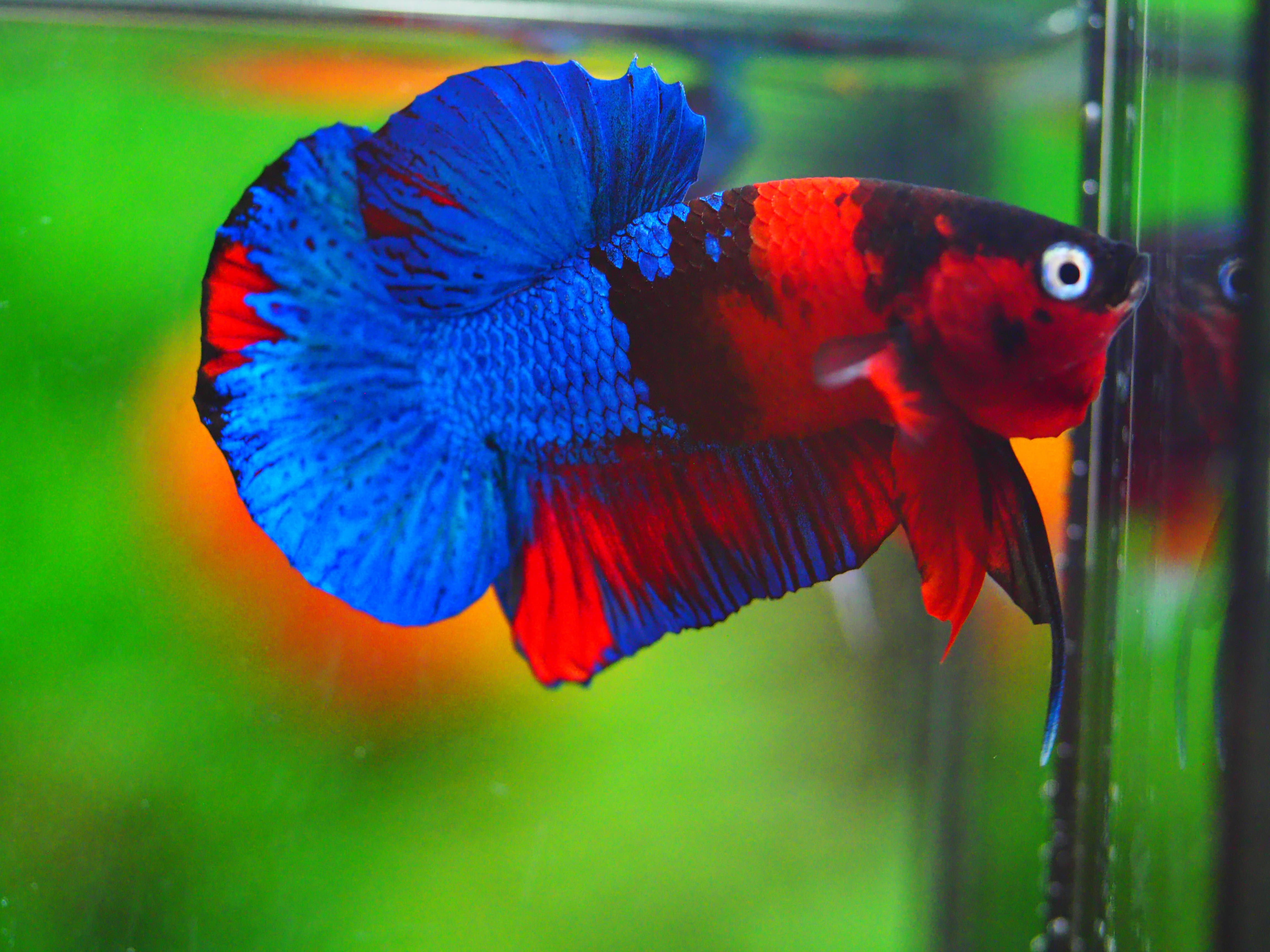 HMPK KOI GALAXY MALE GRADE A +++