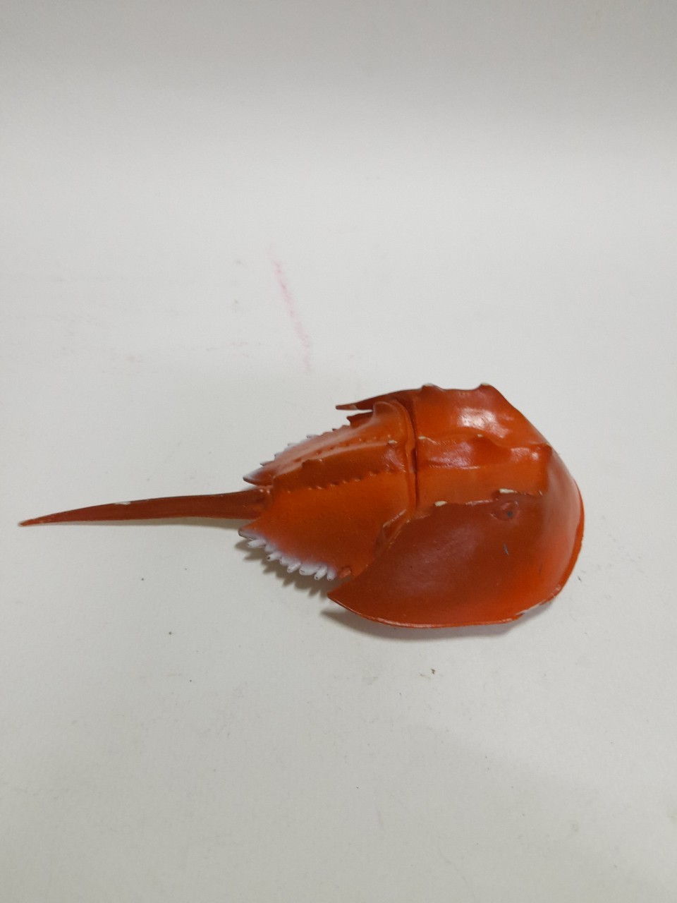 ฟิกเกอร์ ซอฟ #แมงดาทะเล ลงสีสำเร็จขนาดตามรูป มือสองสภาพดี ไม่มีตัวปั๊ม มีรอยบ้าง