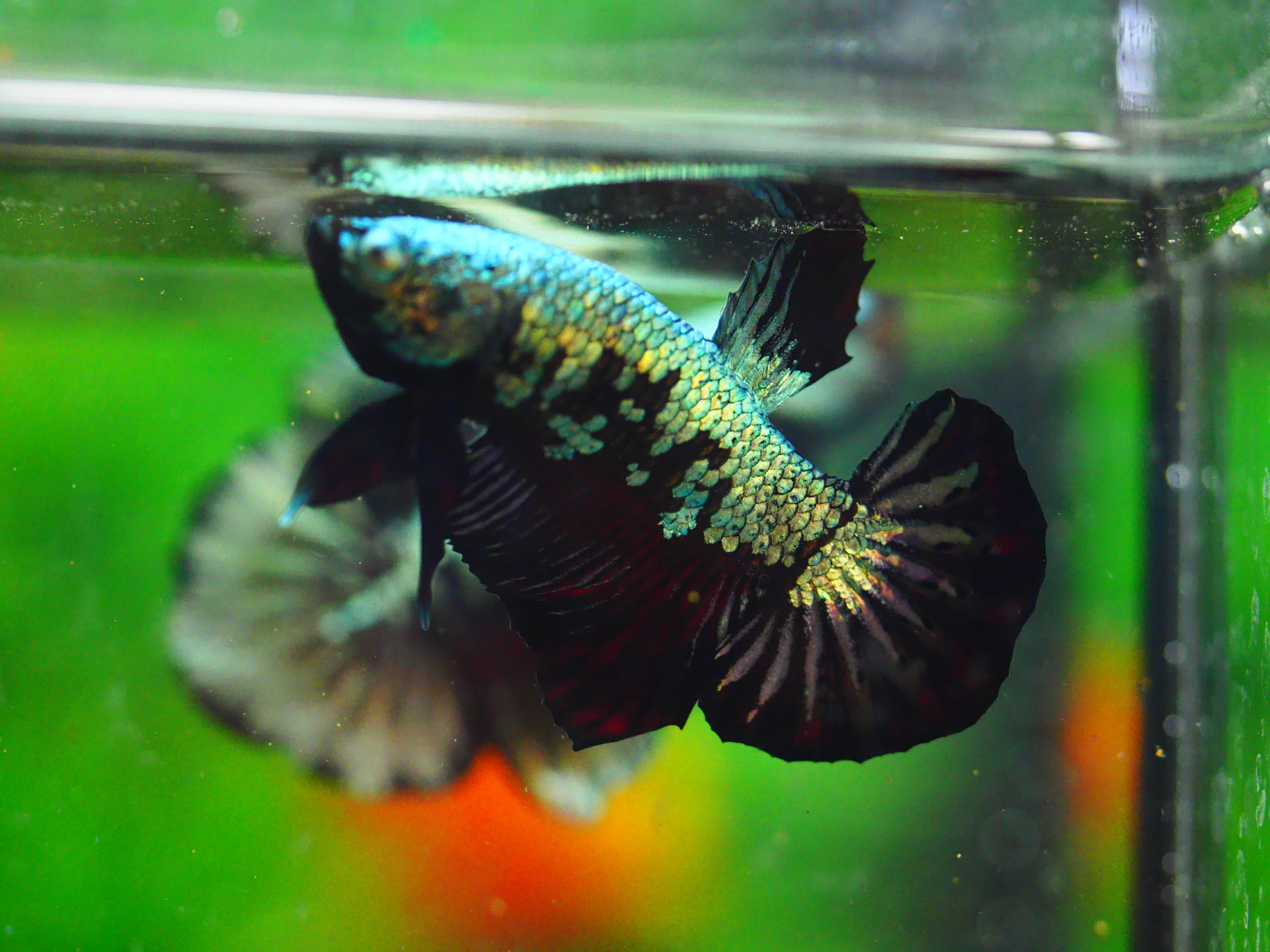 HMPK BLACK DRAGON MALE