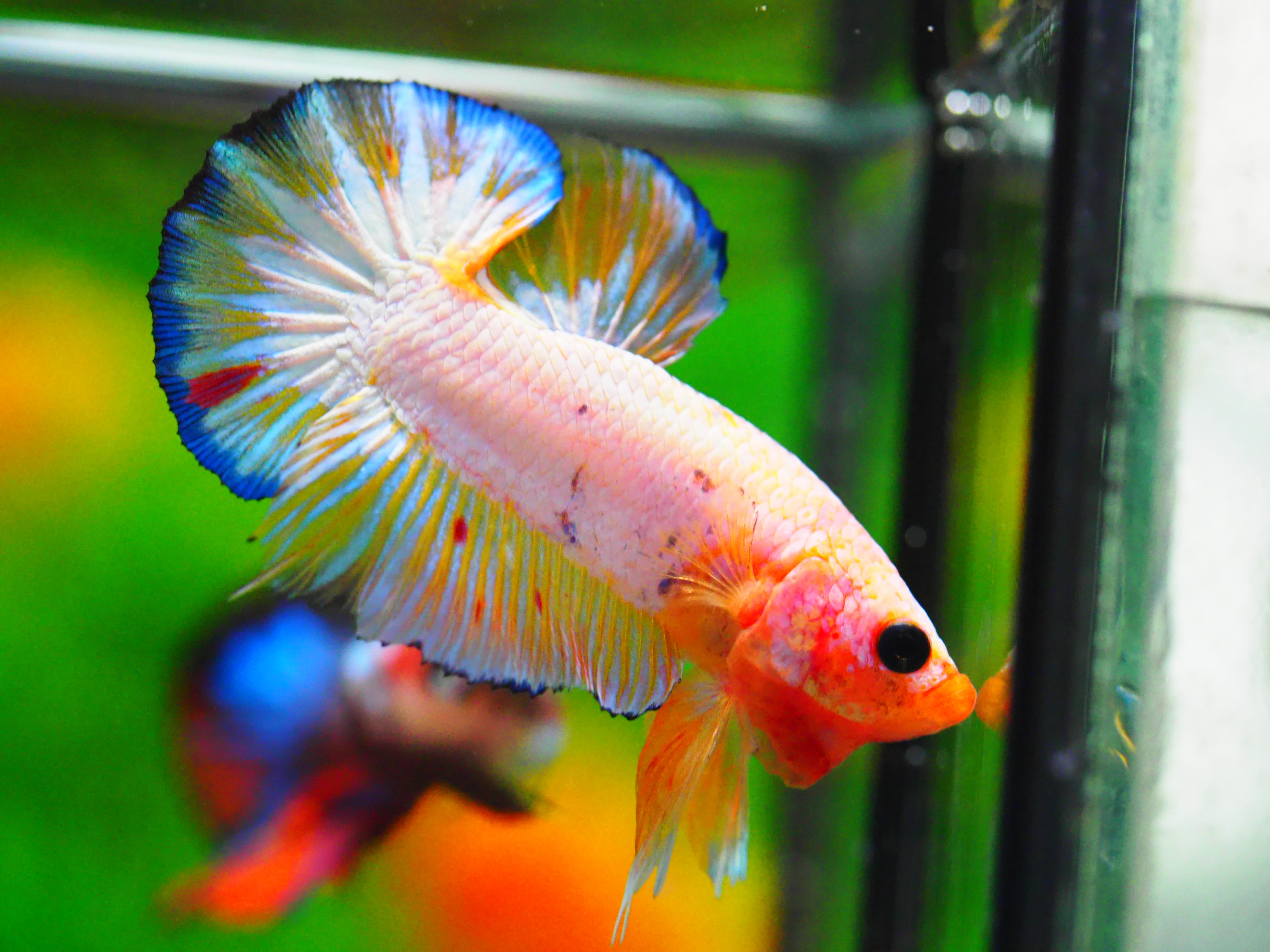 HMPK FANCY MALE GRADE A +++