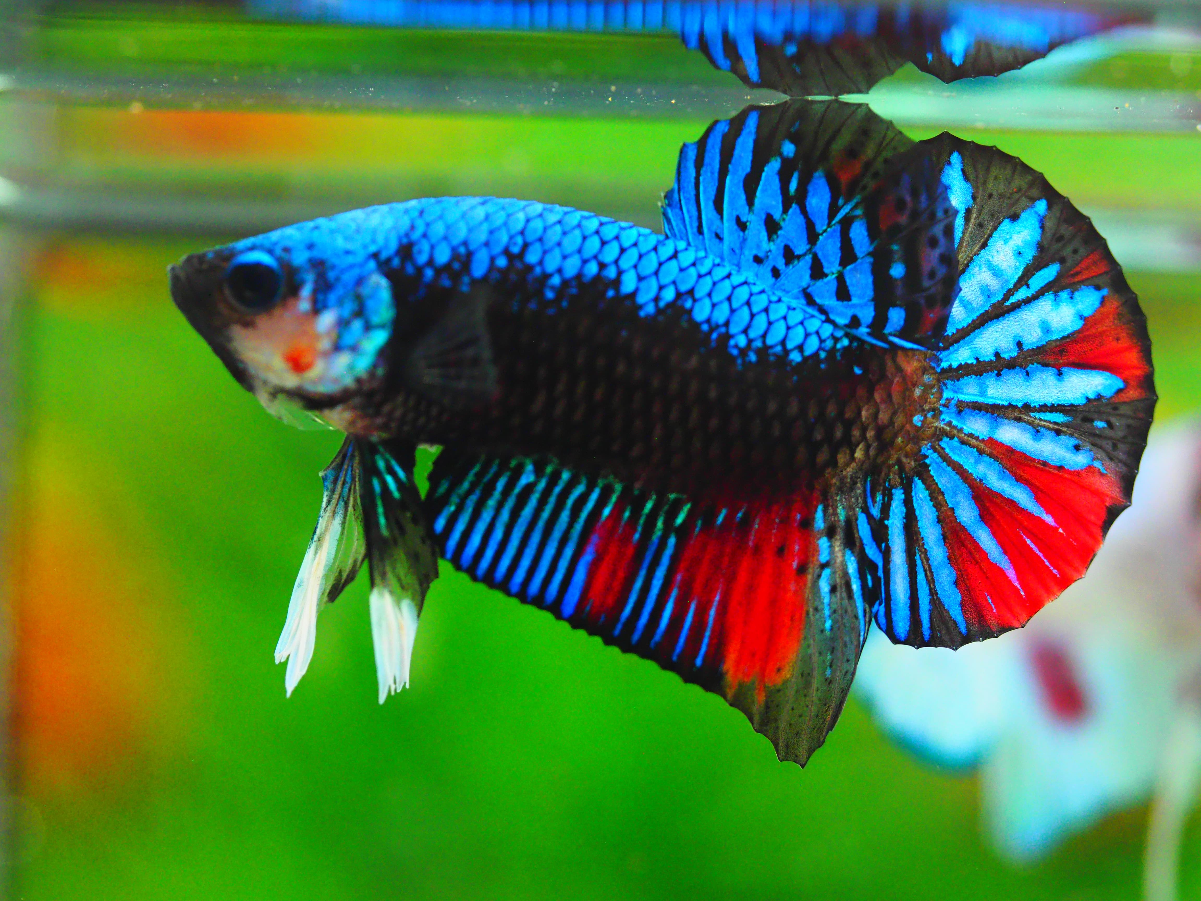 HMPK KOI GALAXY MALE GRADE A +++