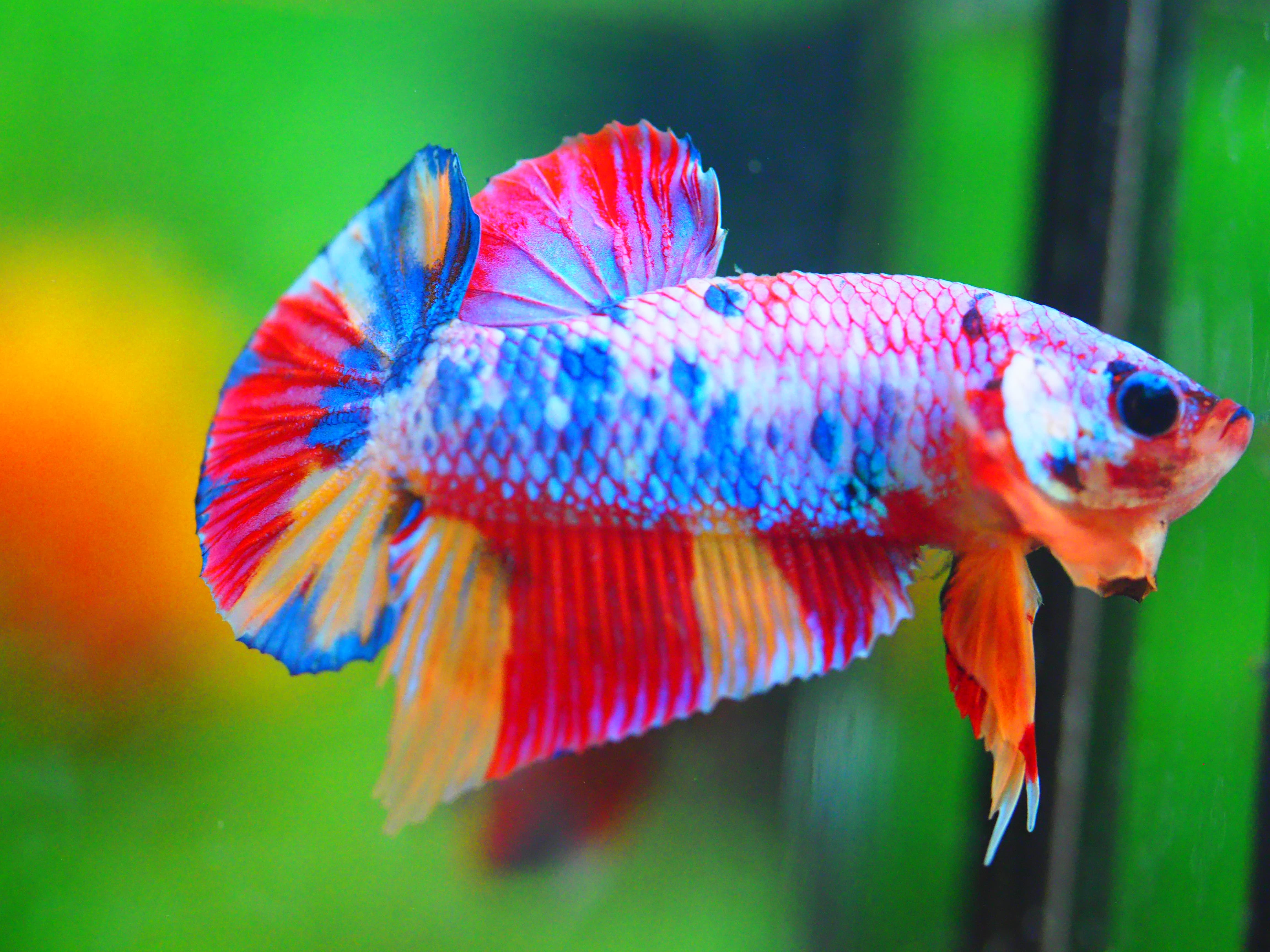 HMPK CANDY MALE GRADE A +++