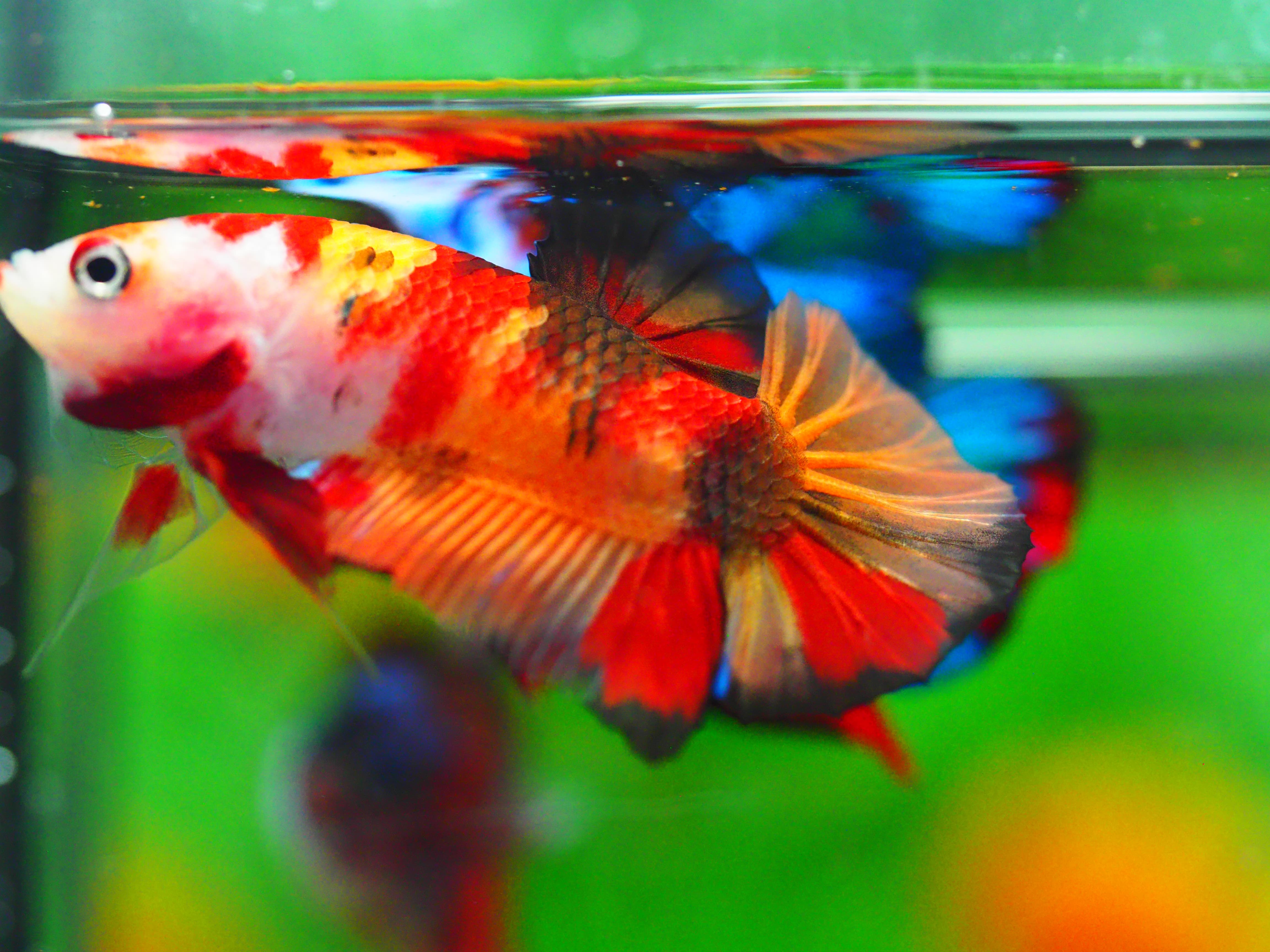 HMPK NEMO MALE GRADE A +++