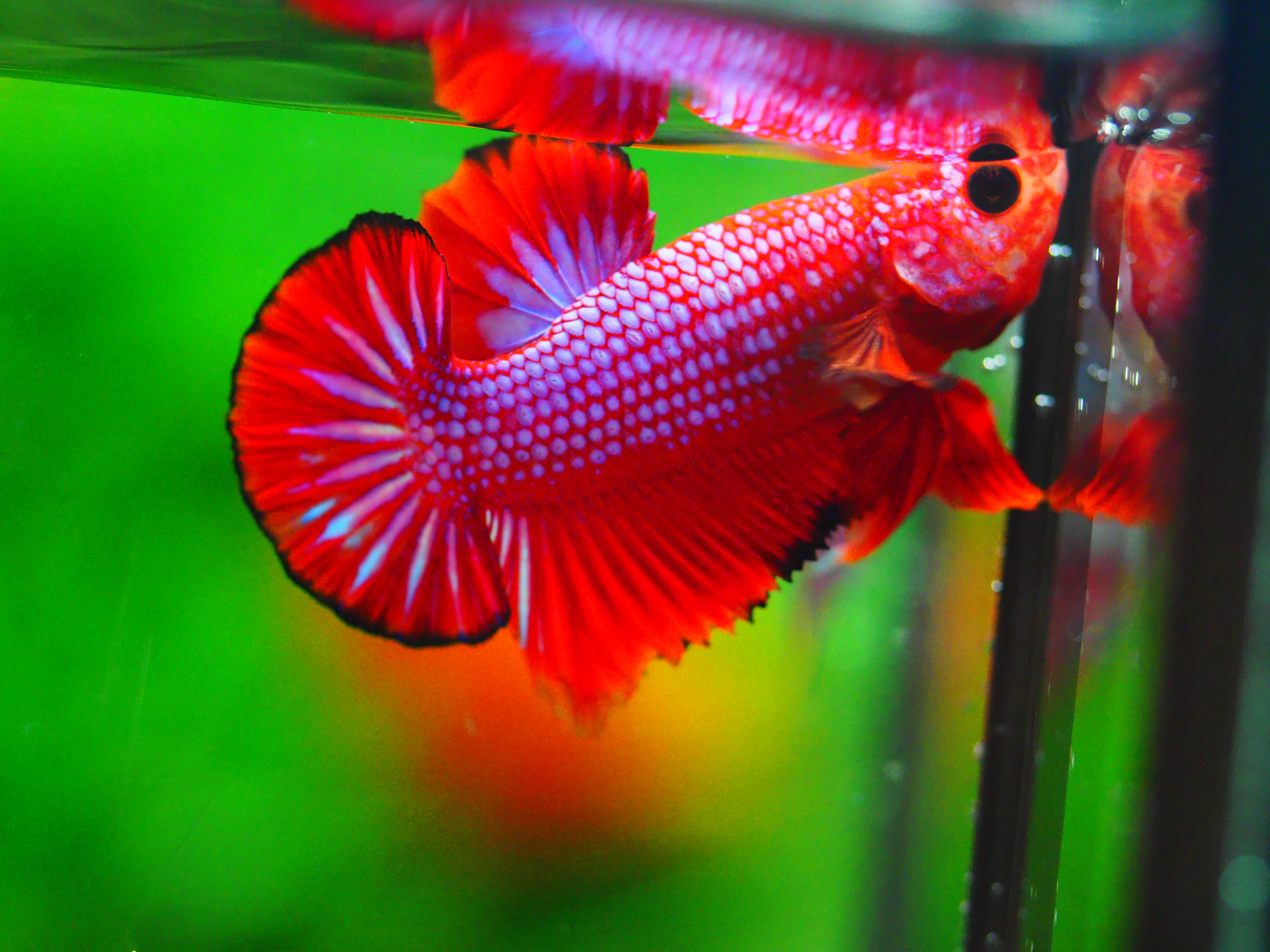 HMPK FANCY MALE GRADE A +++