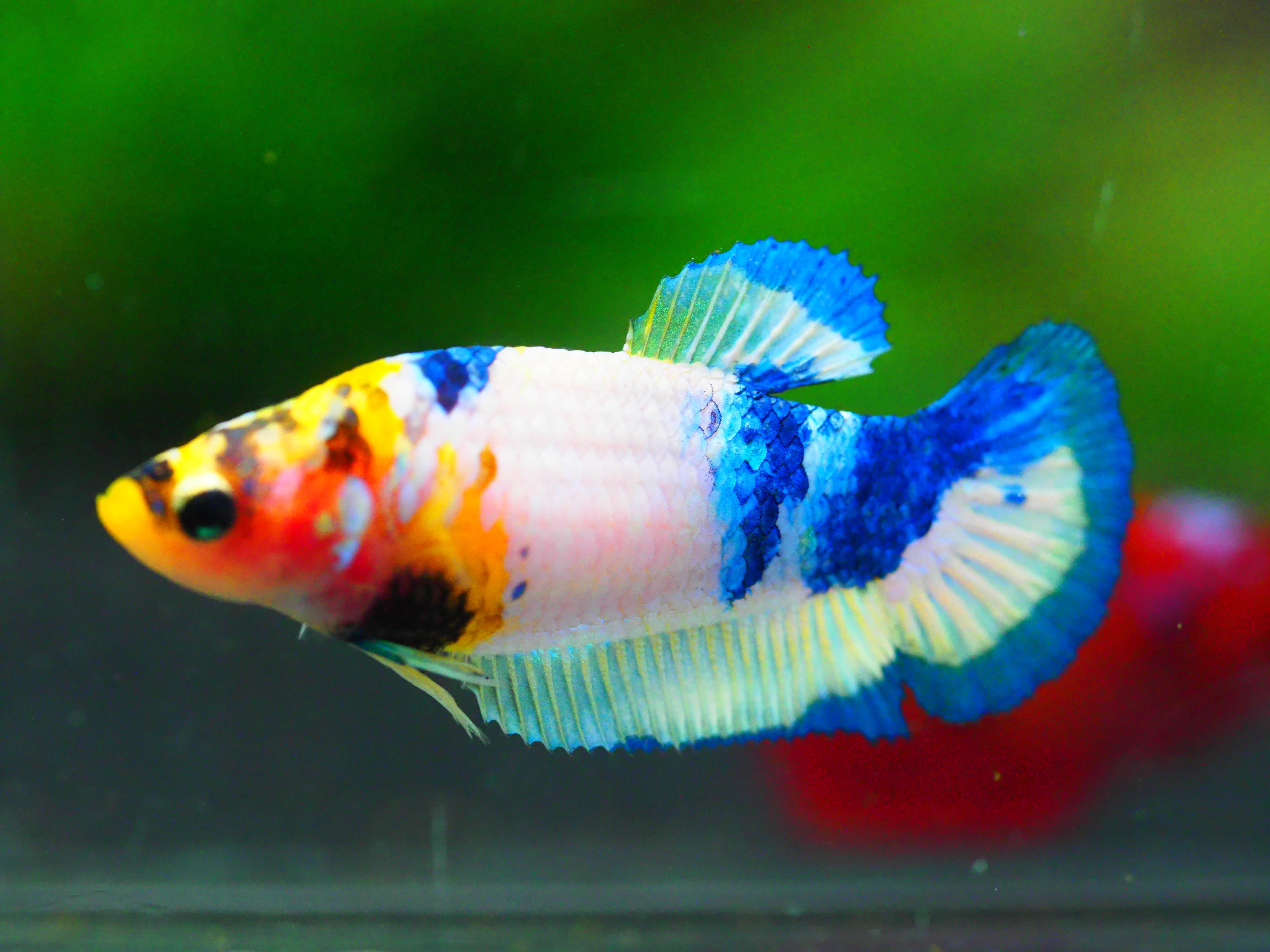 HMPK FANCY FNMALE GRADE A +++