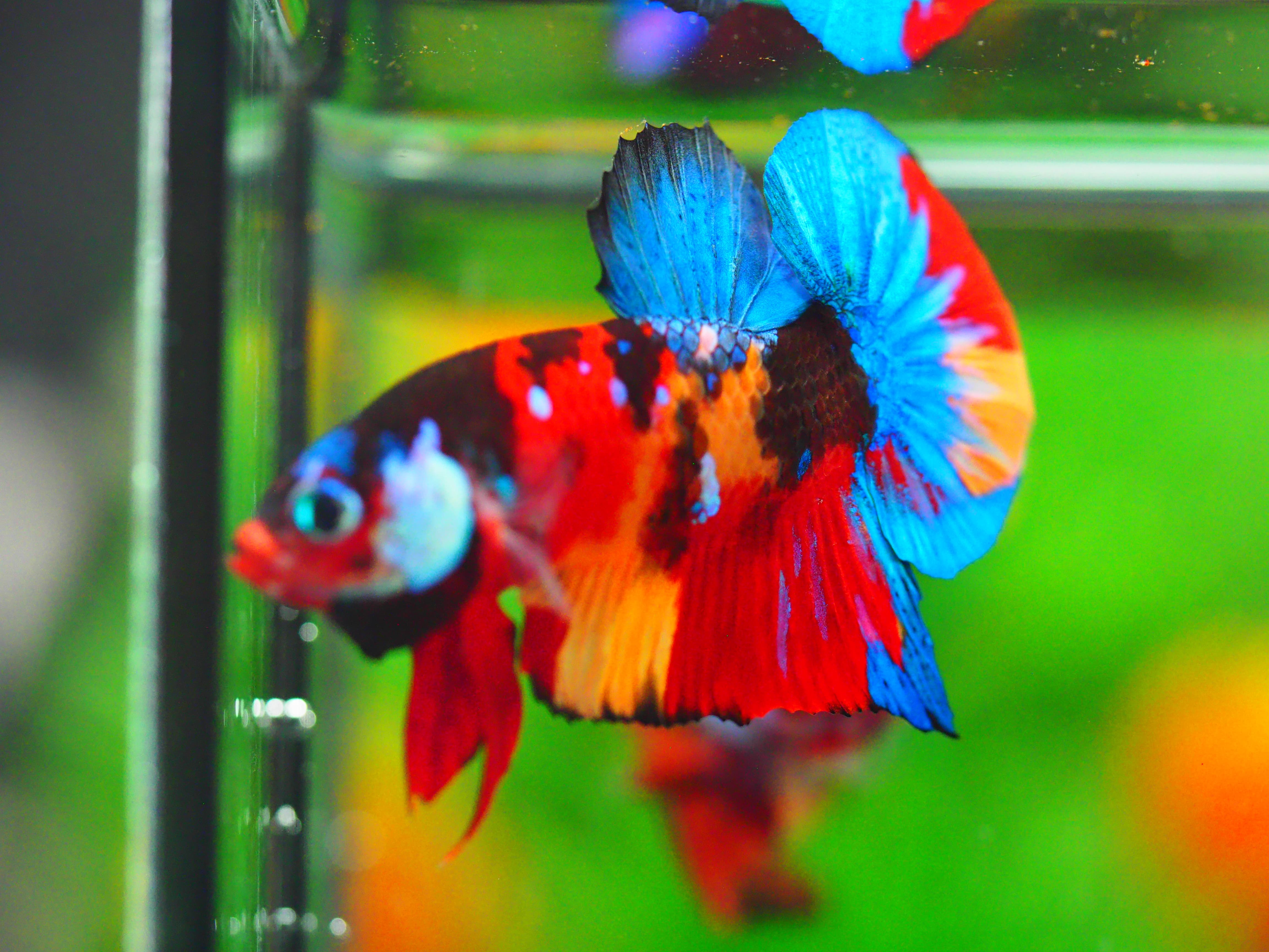 HMPK NEMO GALAXY MALE GRADE A +++