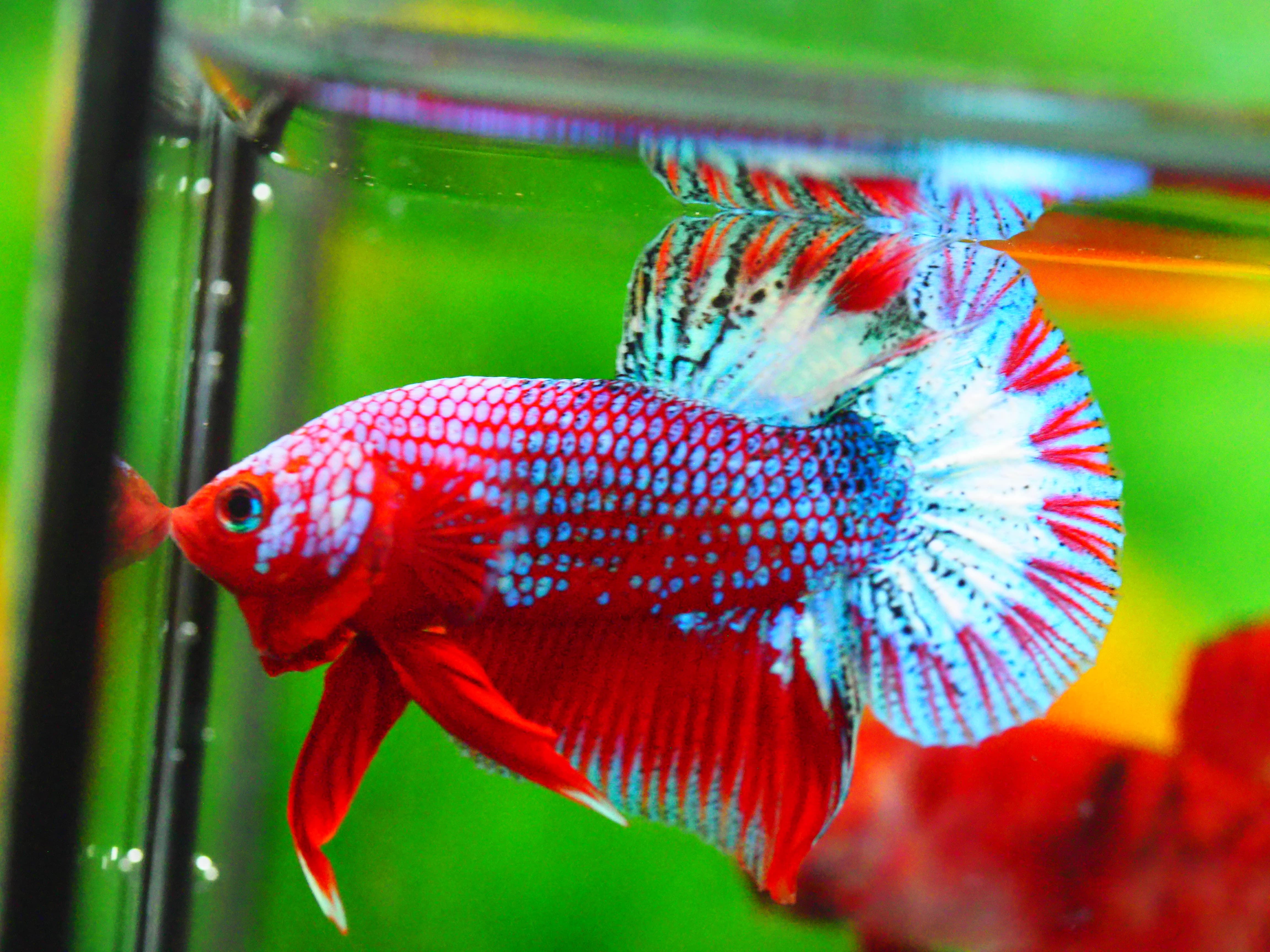 HMPK FANCY MALE GRADE A +++