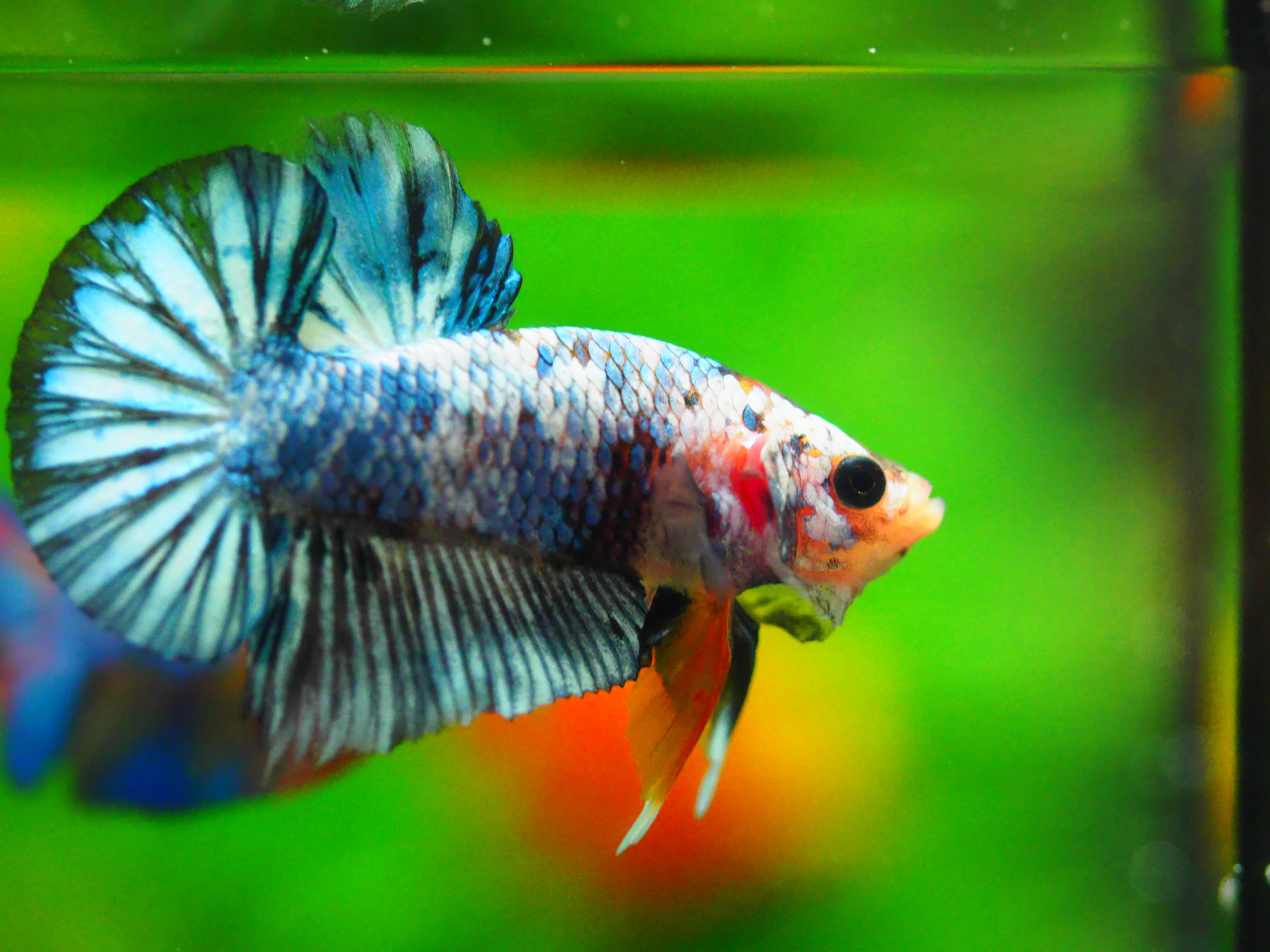 HMPK FANCY MALE GRADE A +++