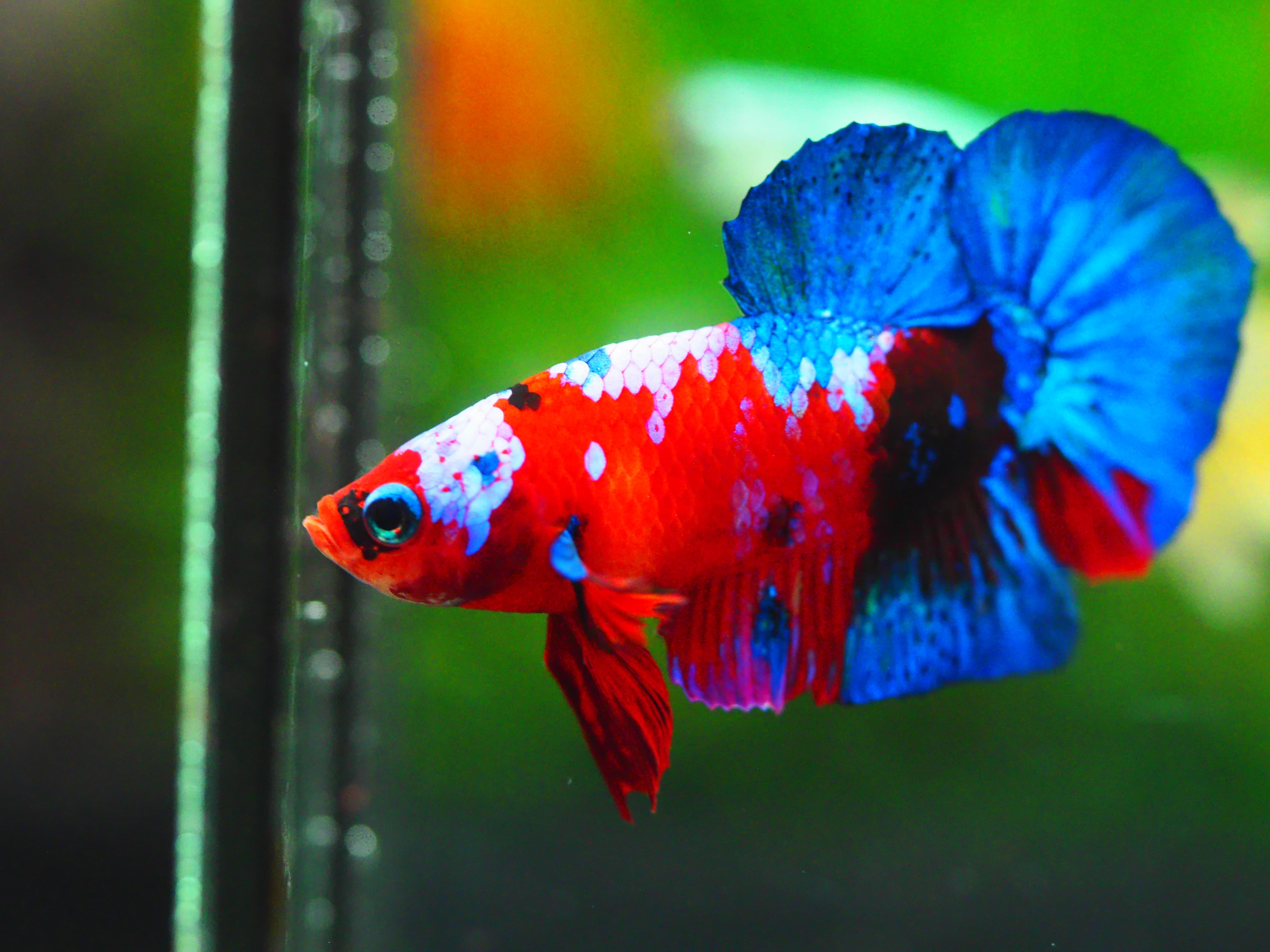 HMPK KOI GALAXY MALE GRADE A +++