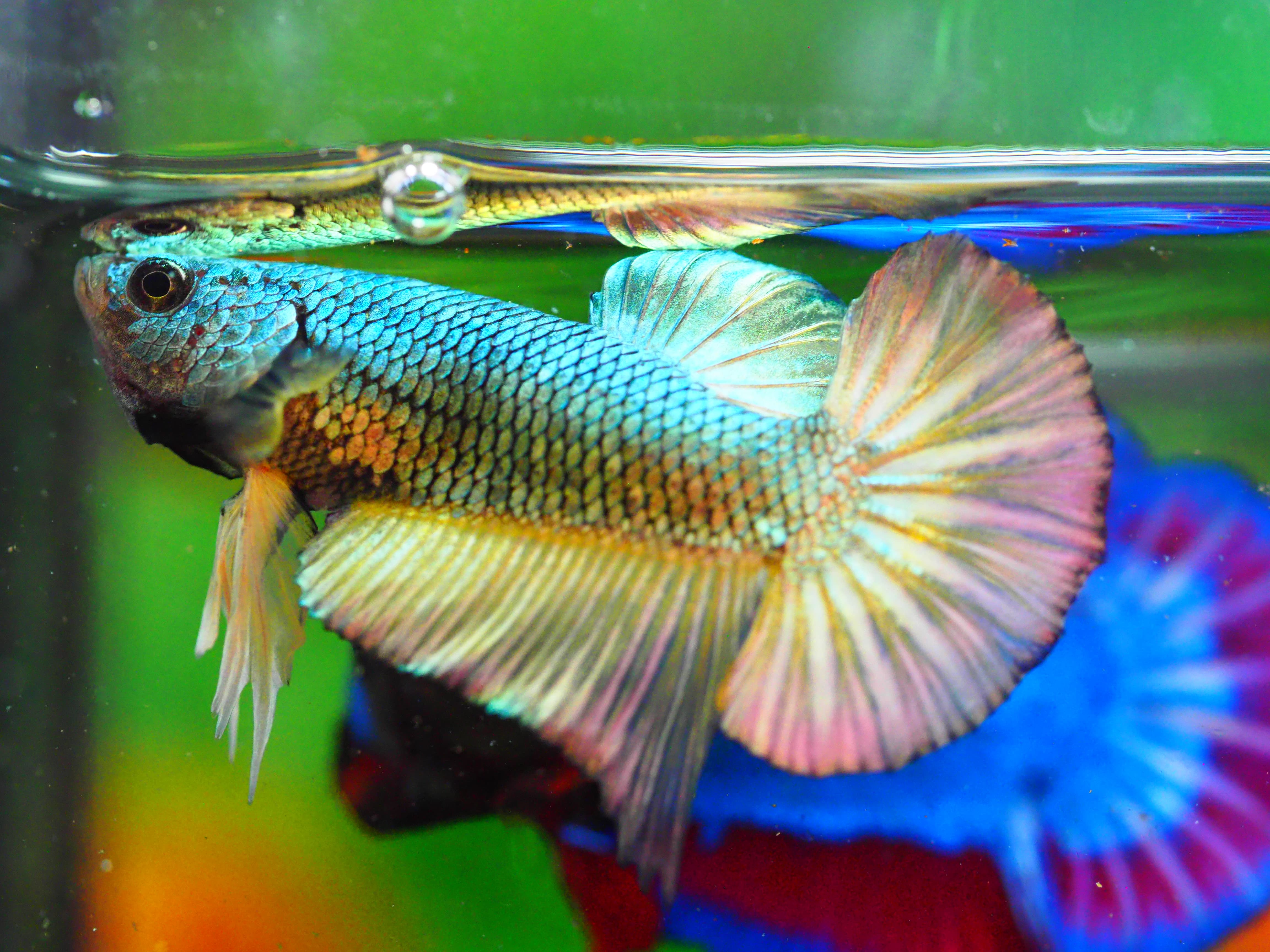 HMPK COPPER FANCY MALE GRADE A +++