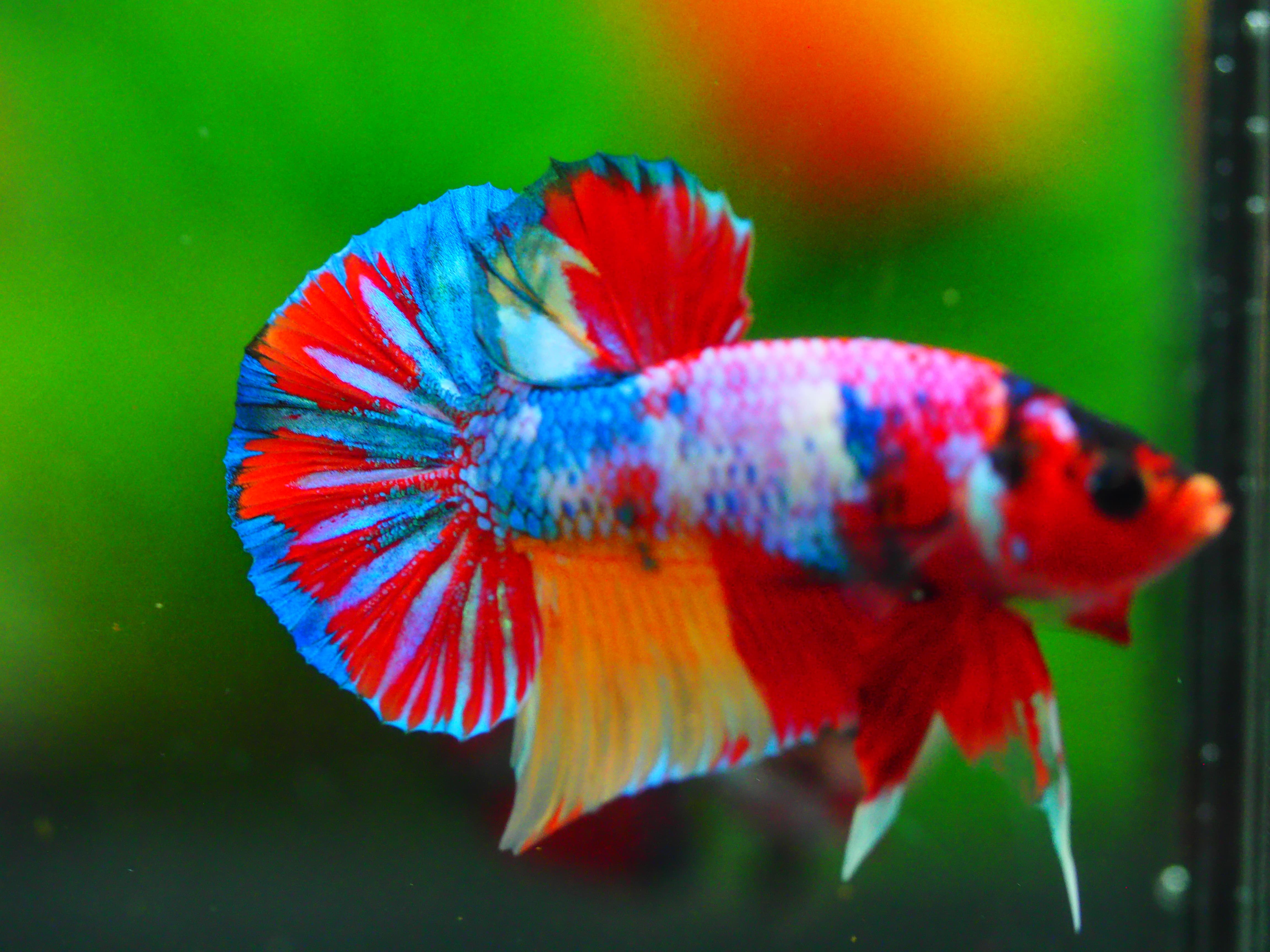 HMPK CANDY MALE GRADE A +++