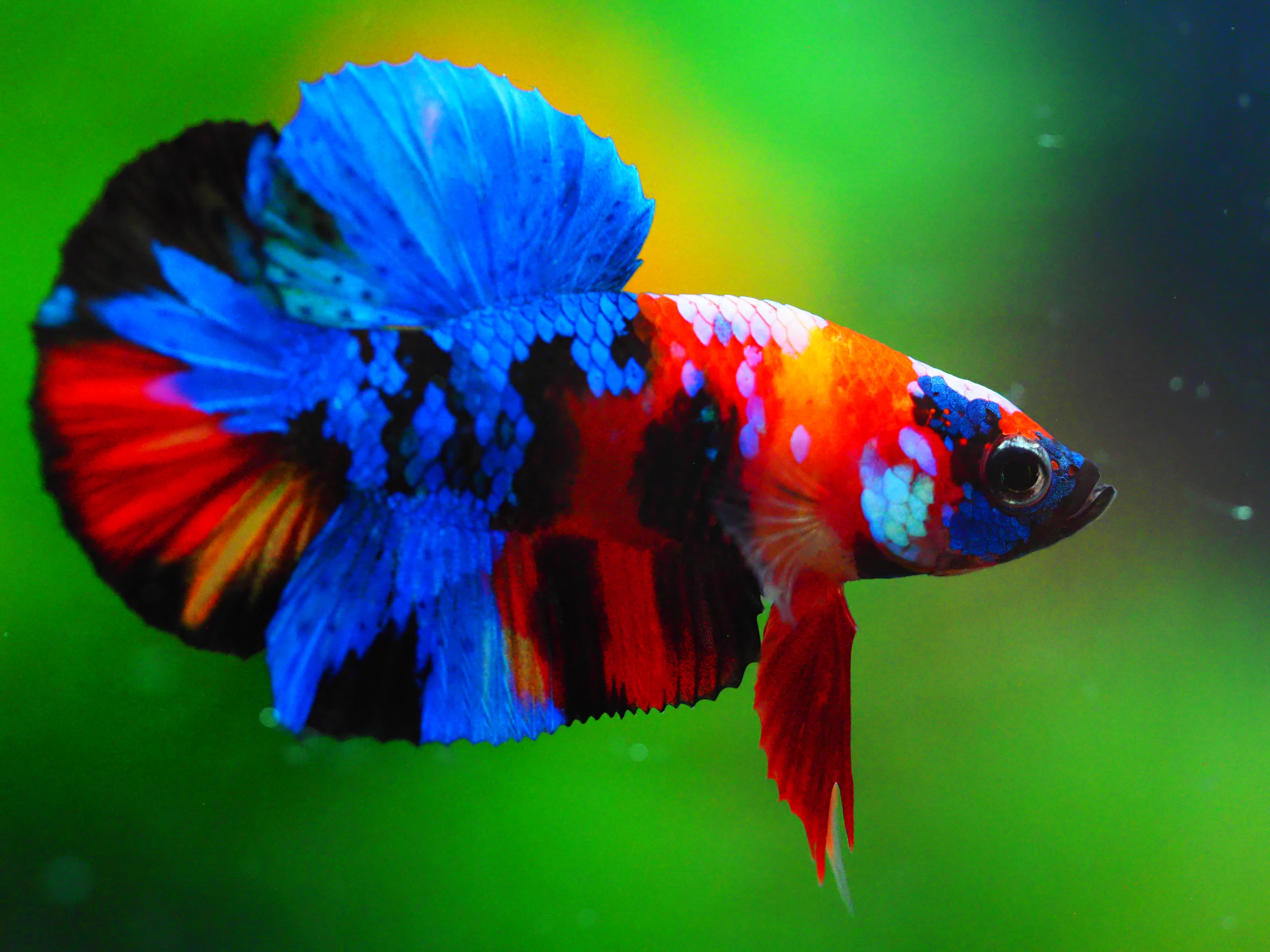 HMPK KIO GALAXY MALE GRADE A +++