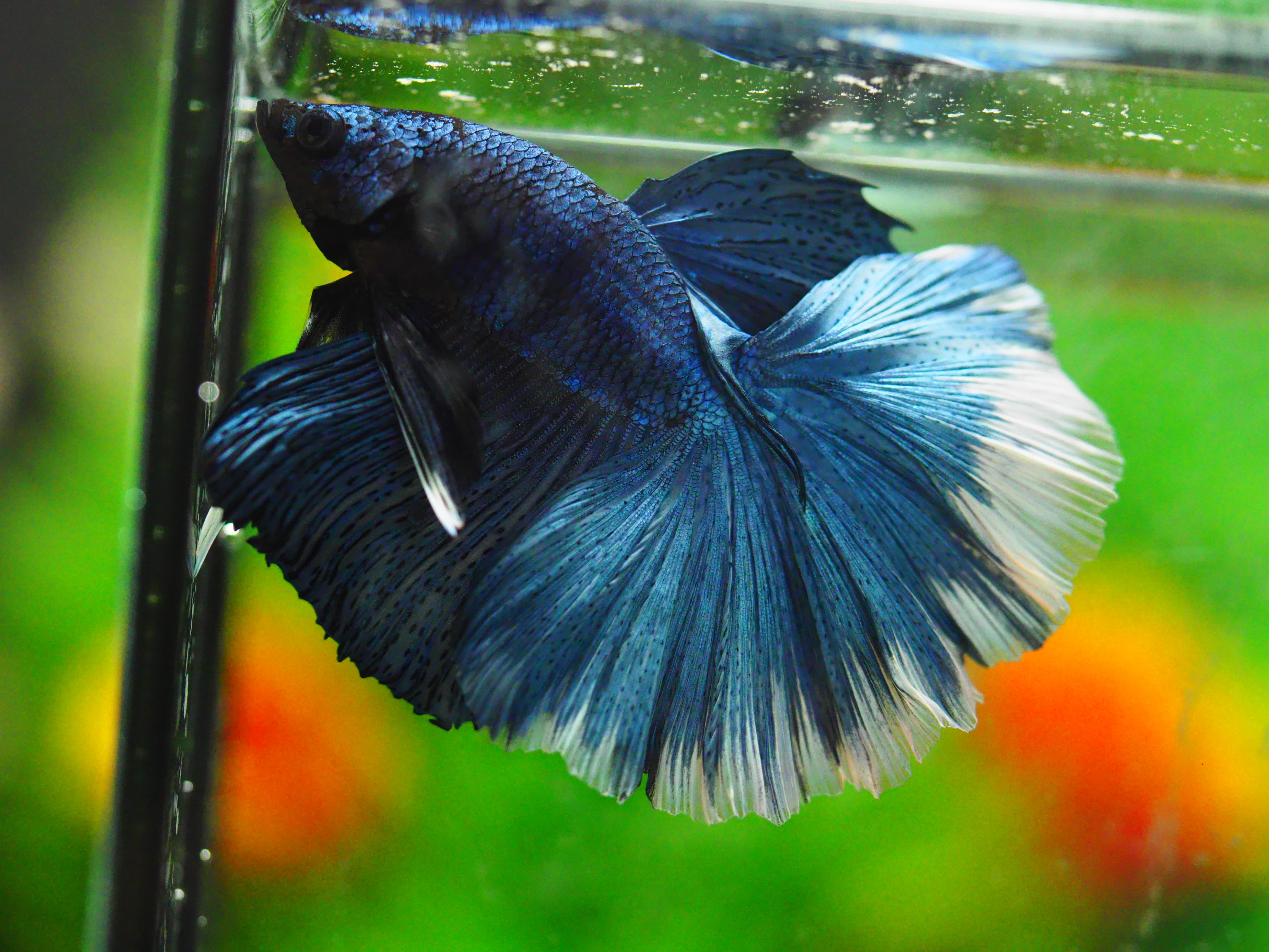 HM FANCY MALE GRADE A +++